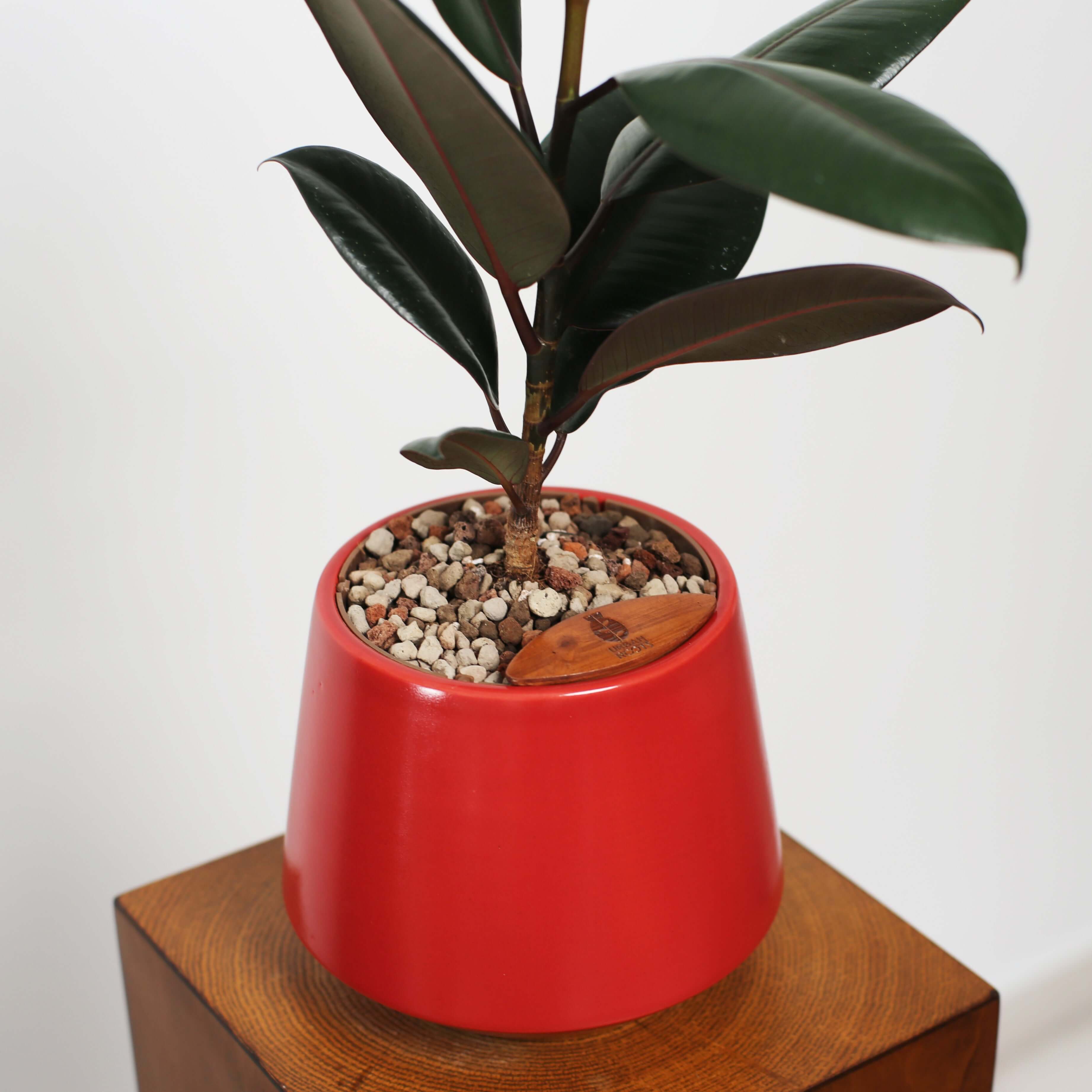 Rubber Fig in Toto pot (Ficus Elastica)