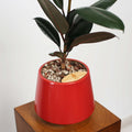Rubber Fig in Toto pot (Ficus Elastica)