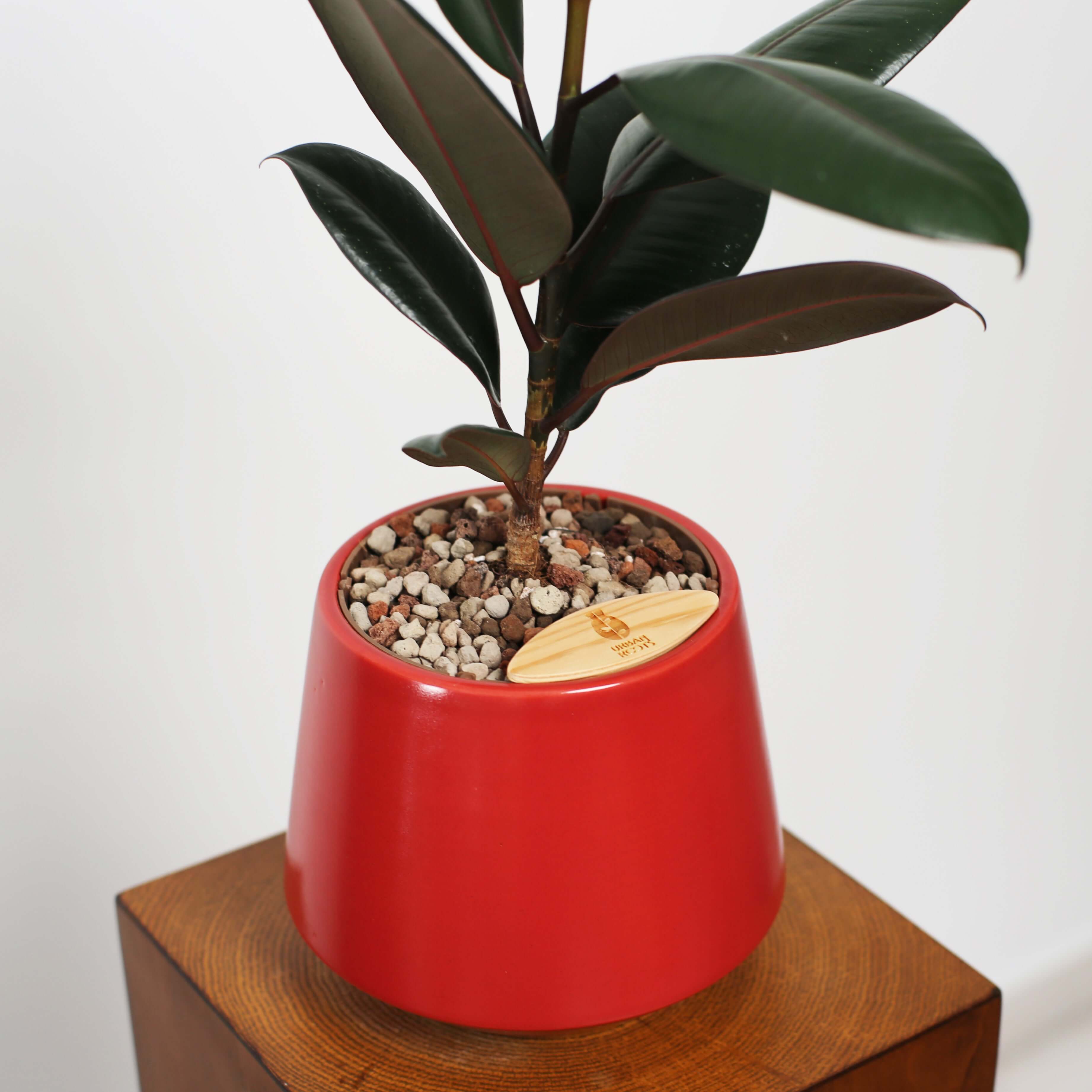 Rubber Fig in Toto pot (Ficus Elastica)
