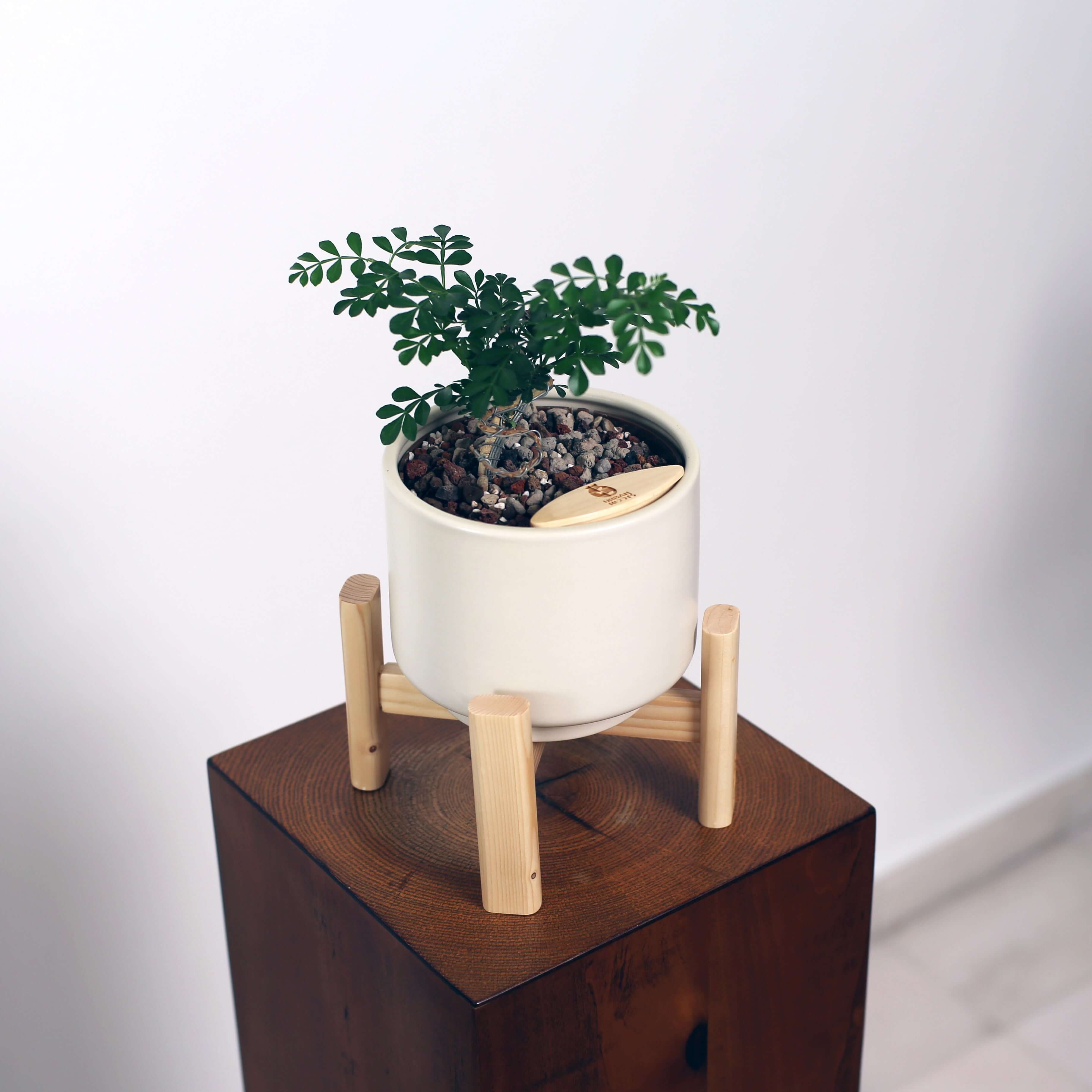 Bonsai in Haku pot (Feroniea Lucida Bonsai)
