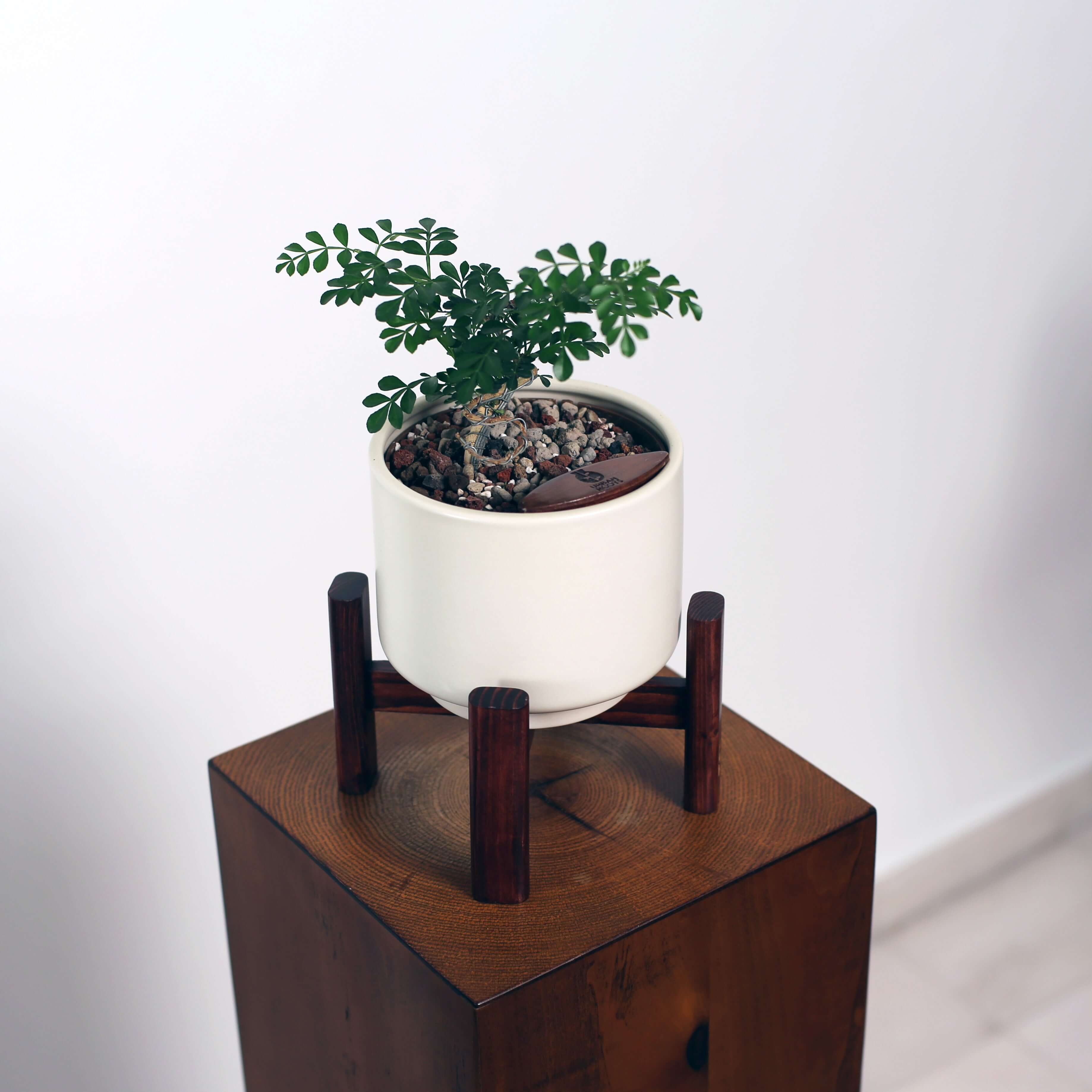 Bonsai in Haku pot (Feroniea Lucida Bonsai)