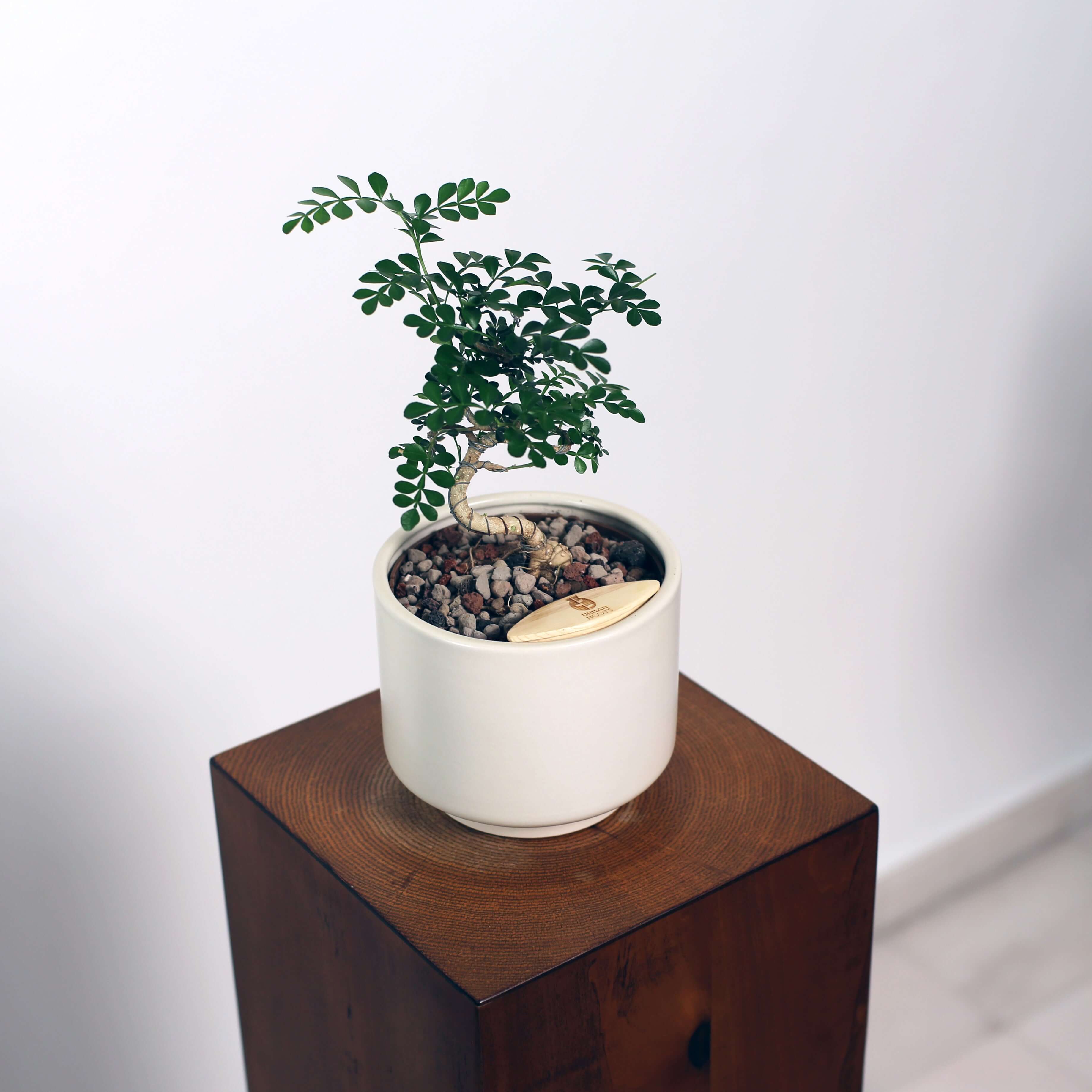 Bonsai in Haku pot (Feroniea Lucida Bonsai)