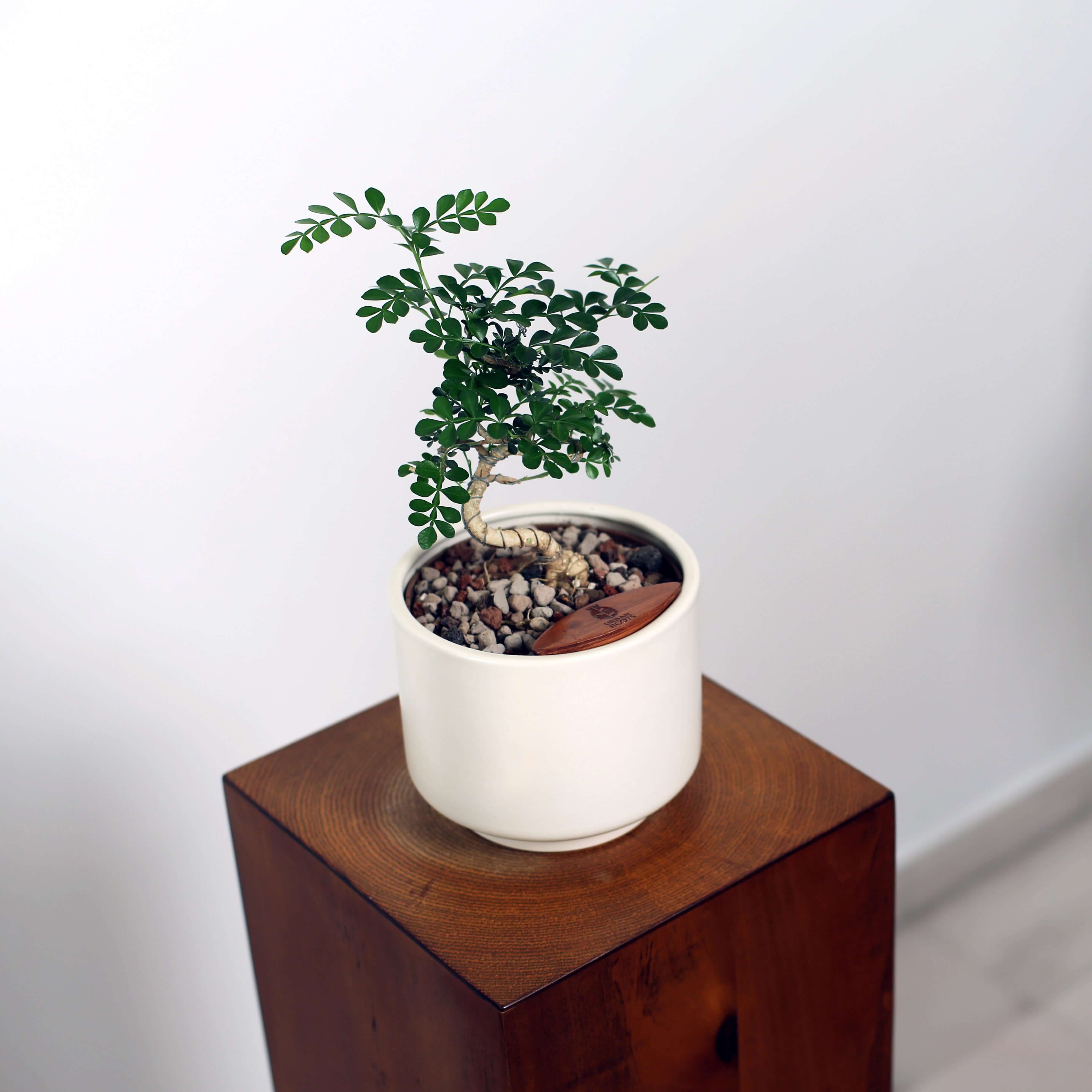 Bonsai in Haku pot (Feroniea Lucida Bonsai)