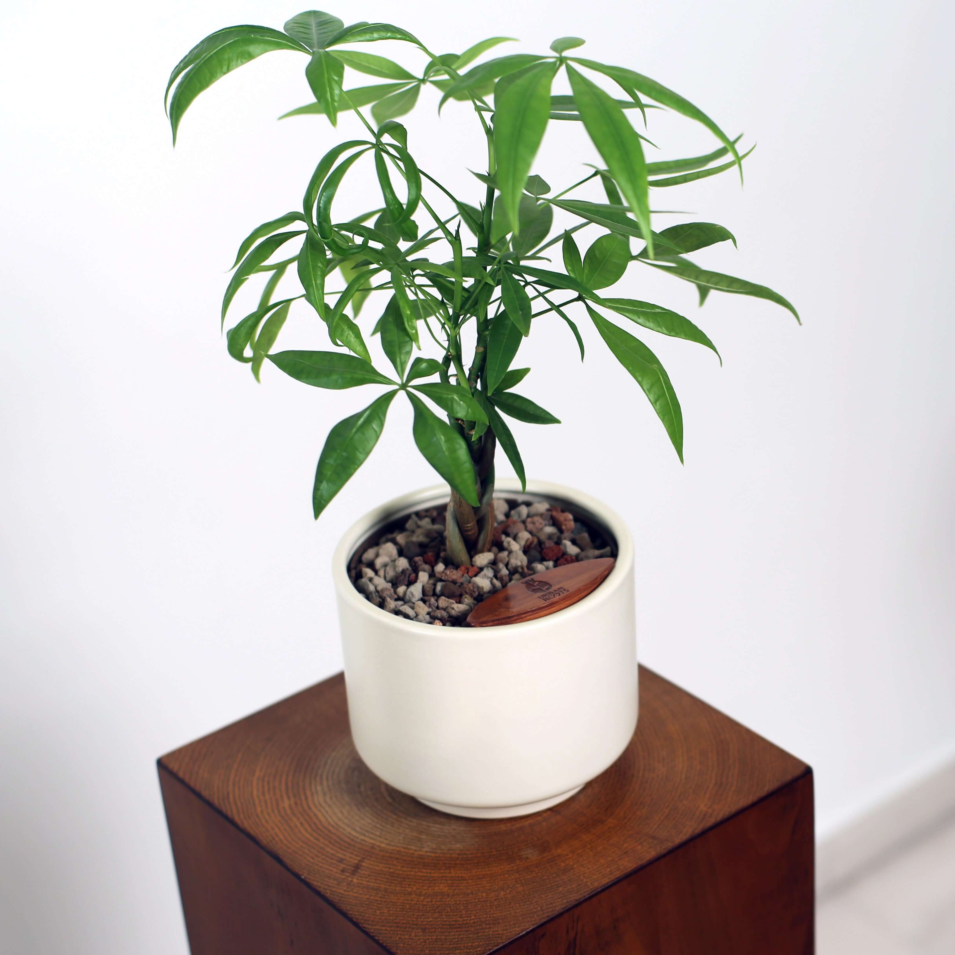 Money Tree in Haku pot (Pachira Aquatica)