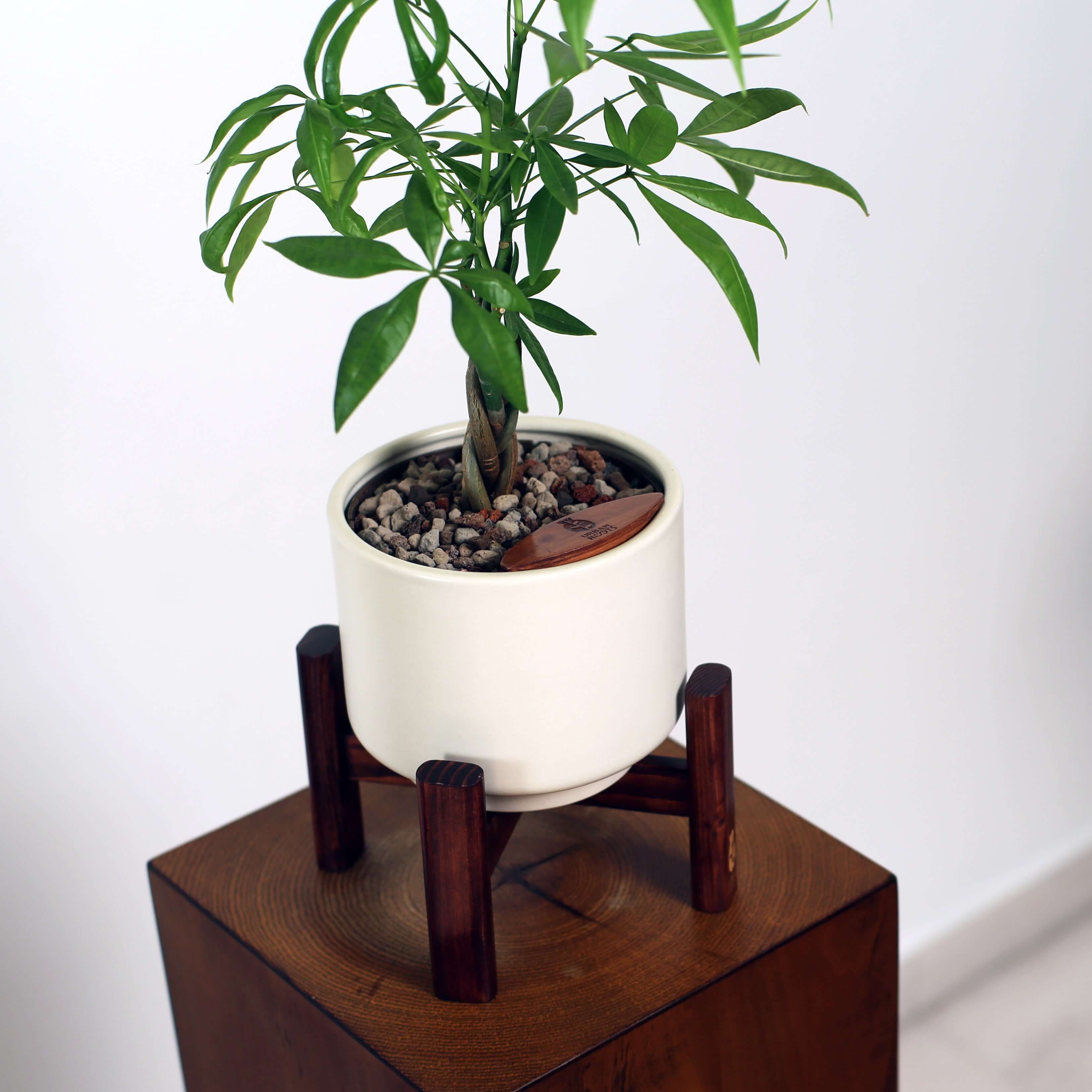 Money Tree in Haku pot (Pachira Aquatica)