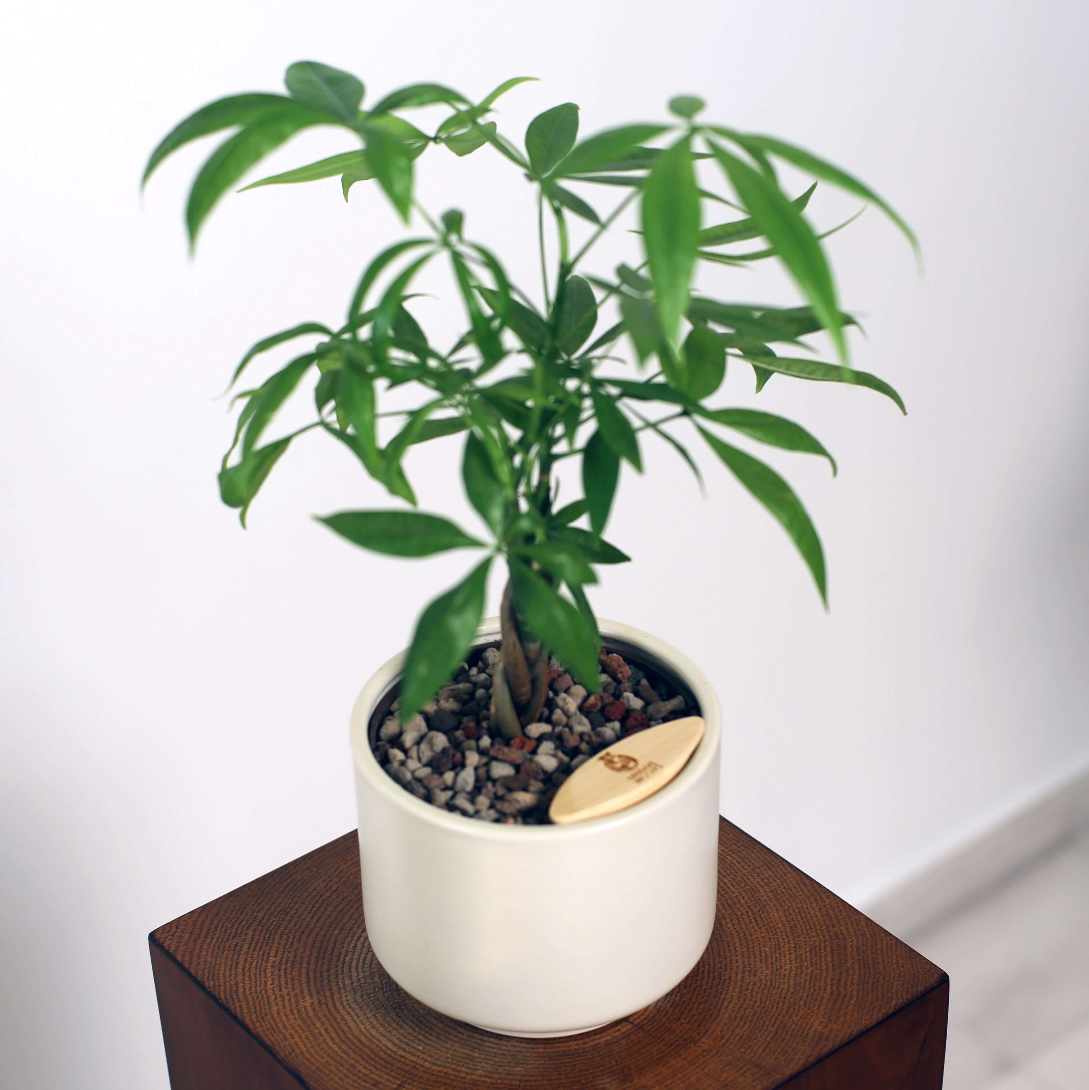 Money Tree in Haku pot (Pachira Aquatica)