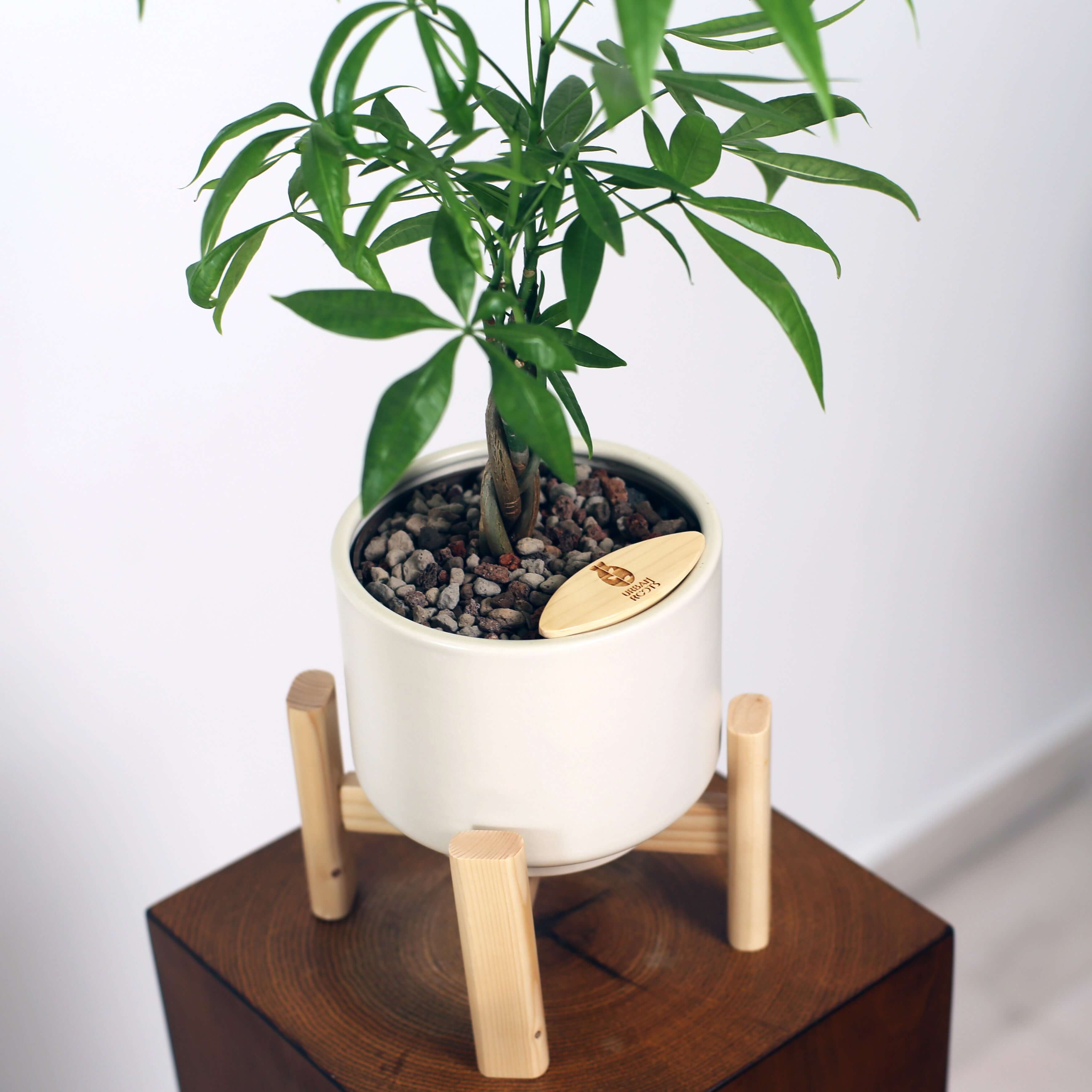 Money Tree in Haku pot (Pachira Aquatica)