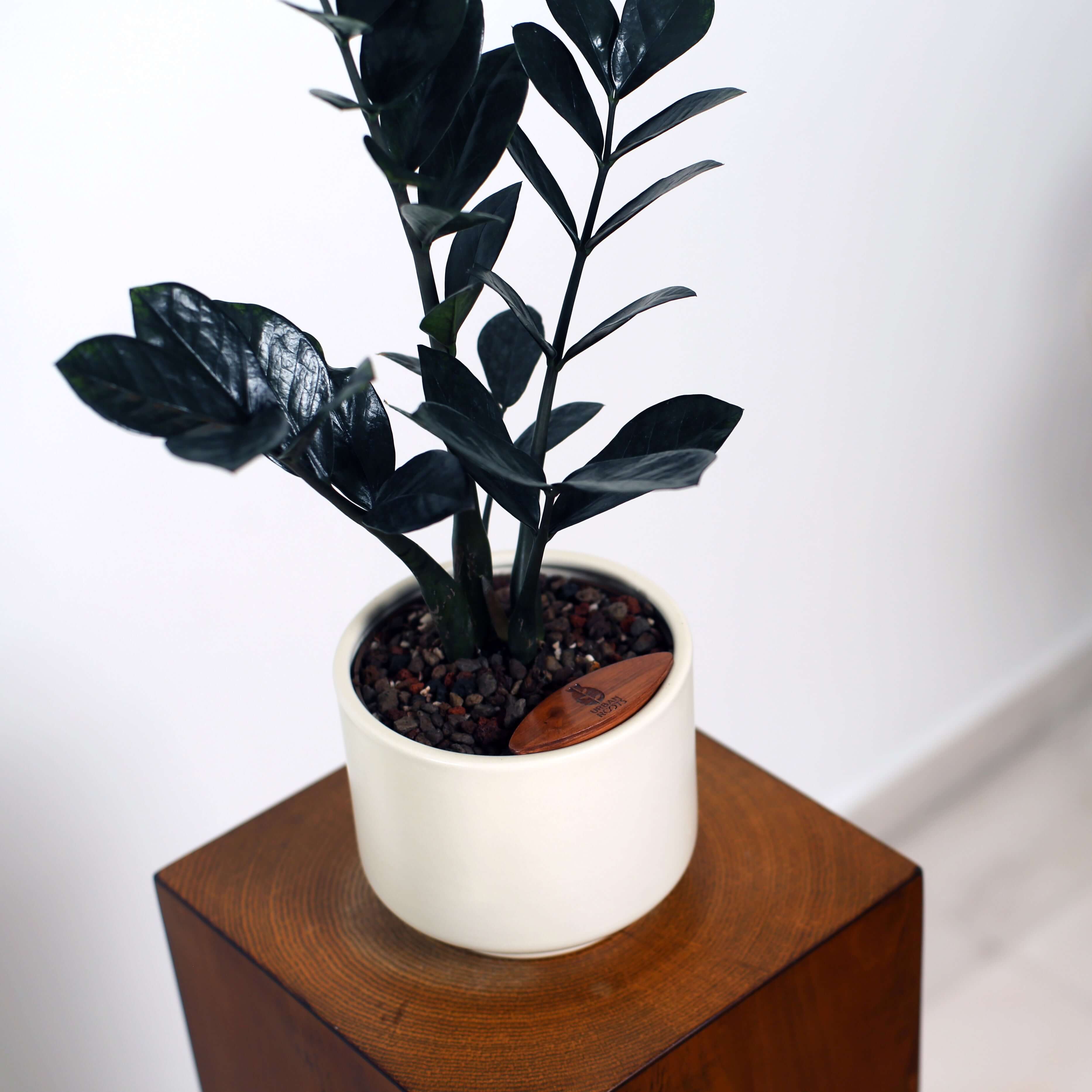 ZZ Plant in Haku pot