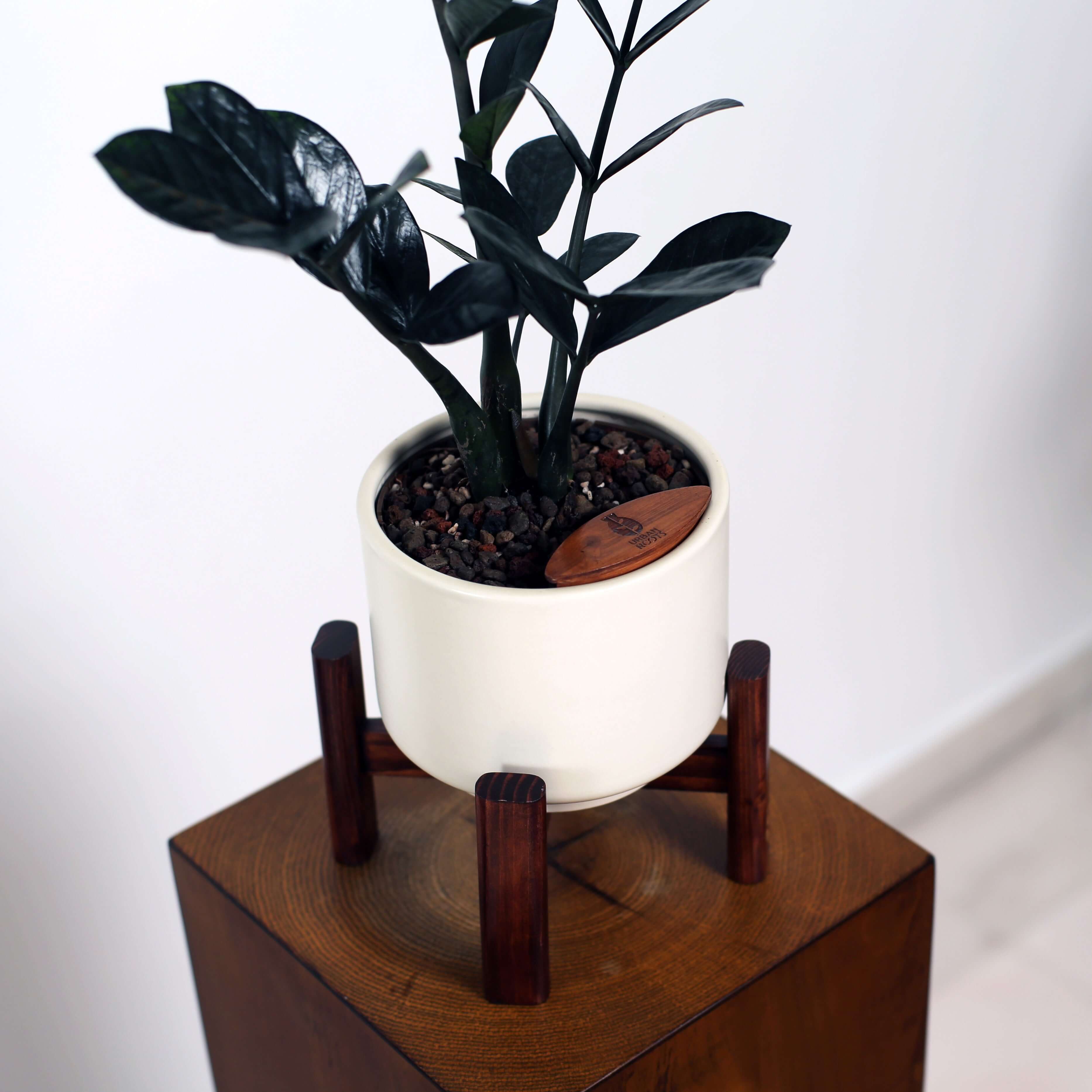 ZZ Plant in Haku pot