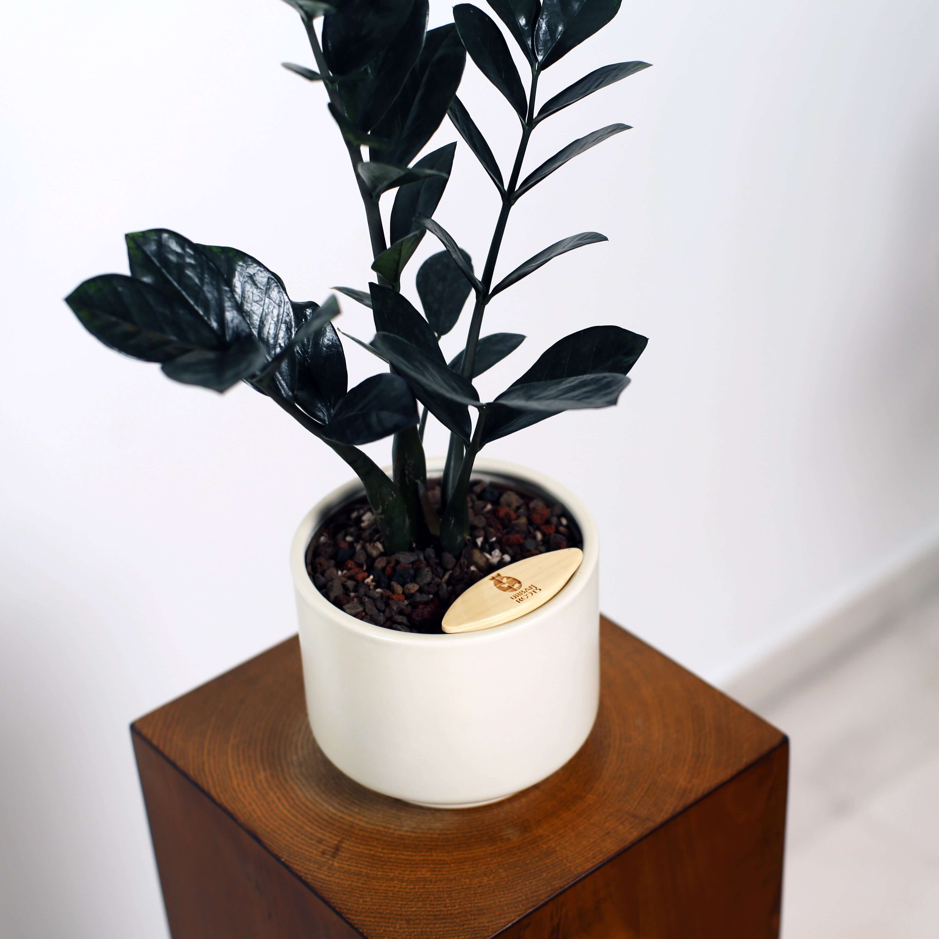 ZZ Plant in Haku pot