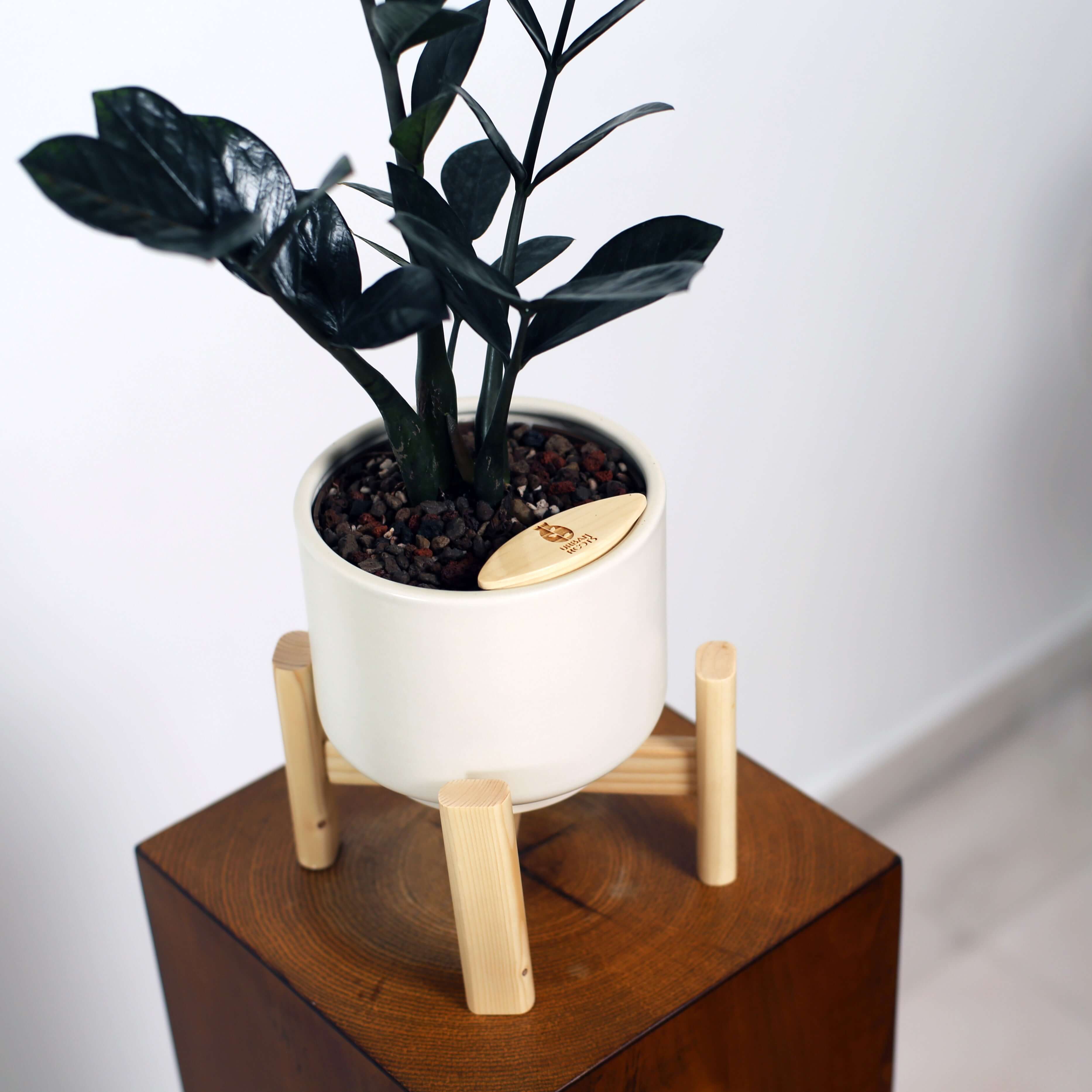 ZZ Plant in Haku pot