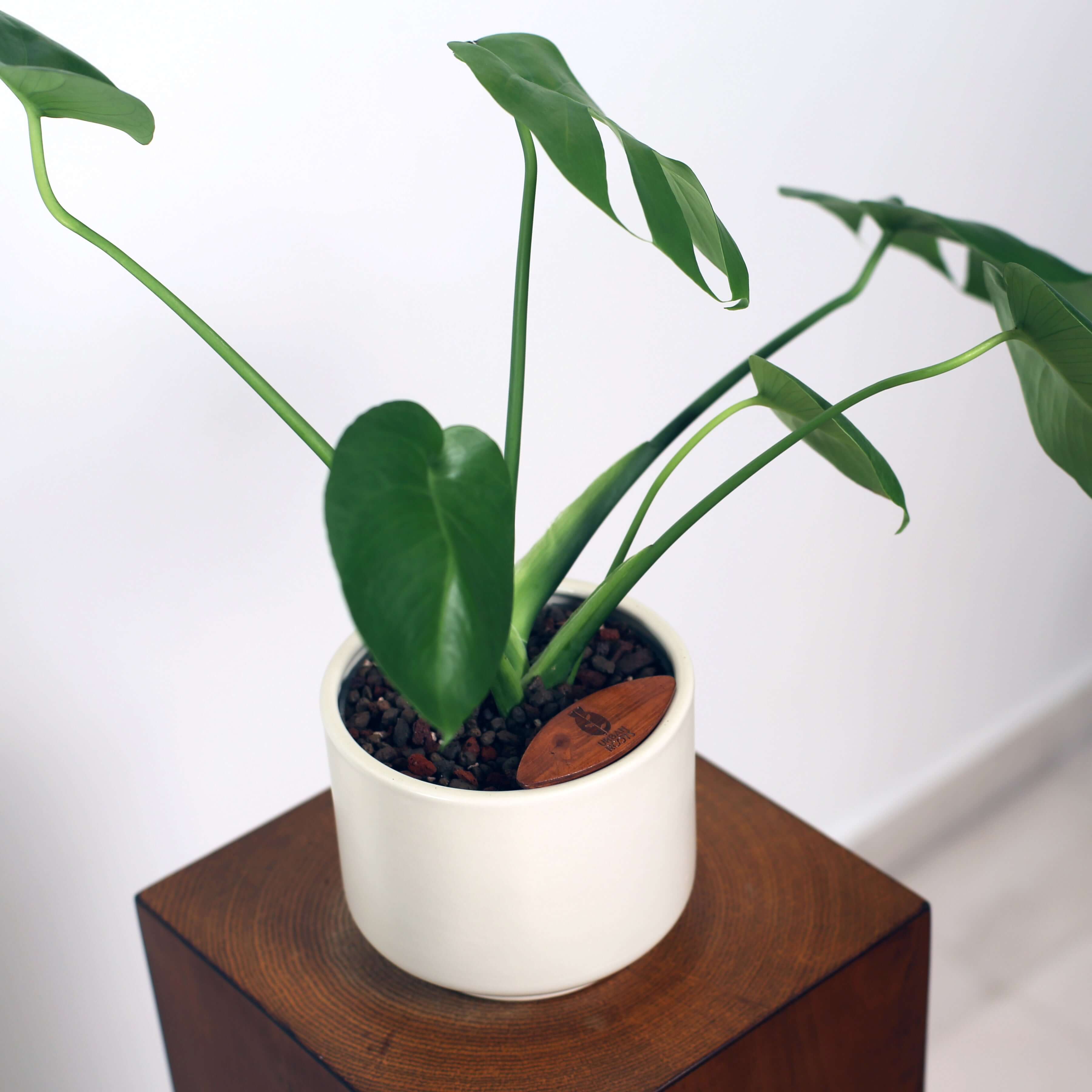 Monstera in Haku pot