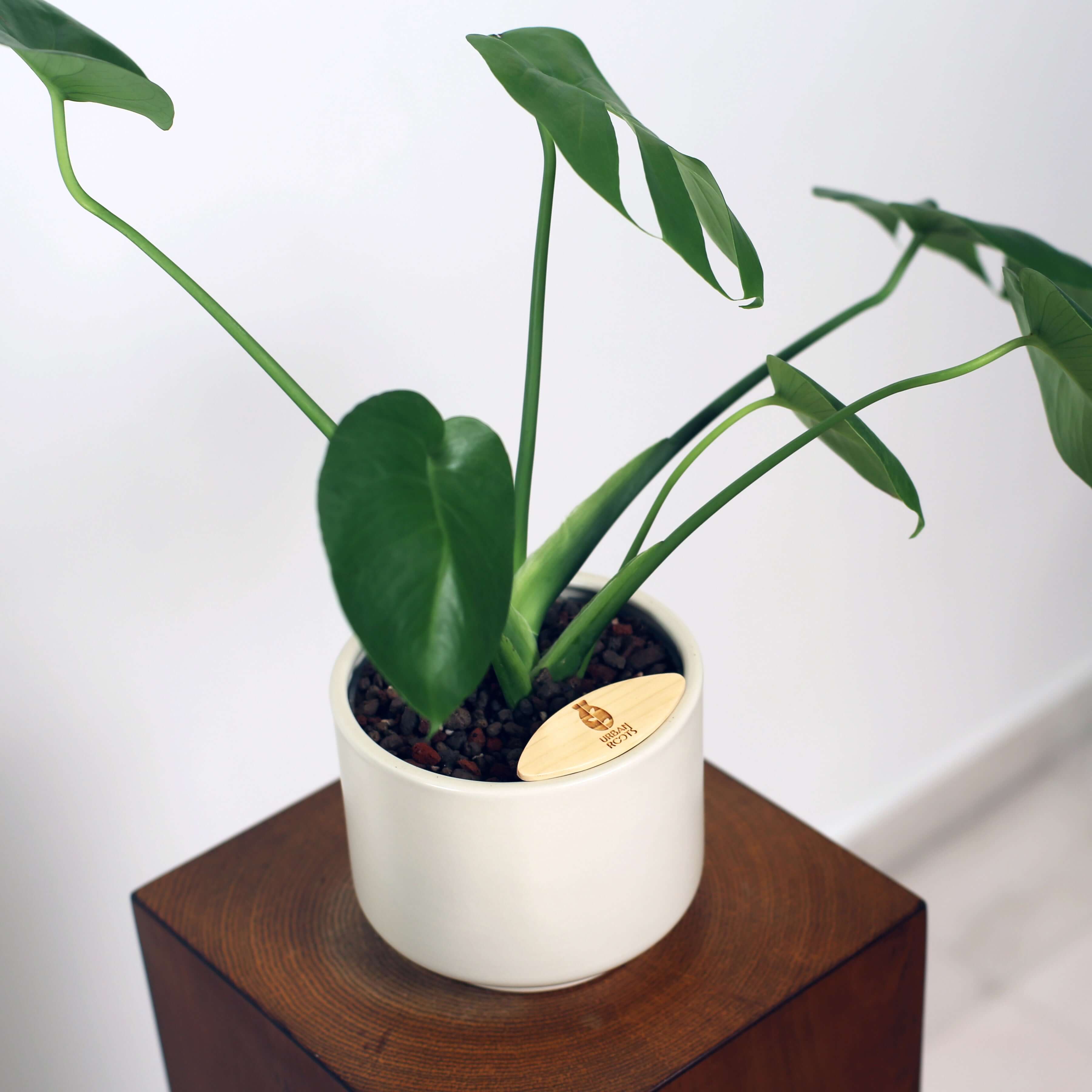 Monstera in Haku pot