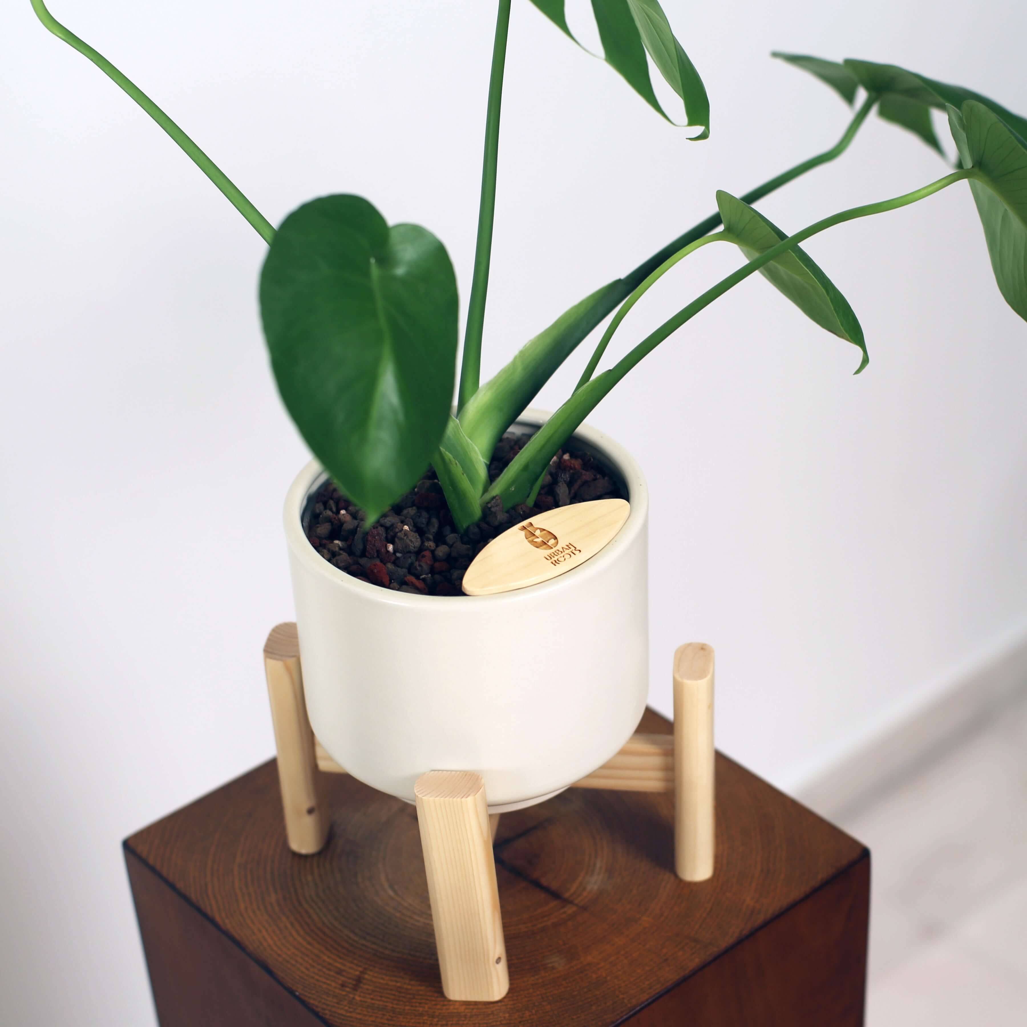 Monstera in Haku pot