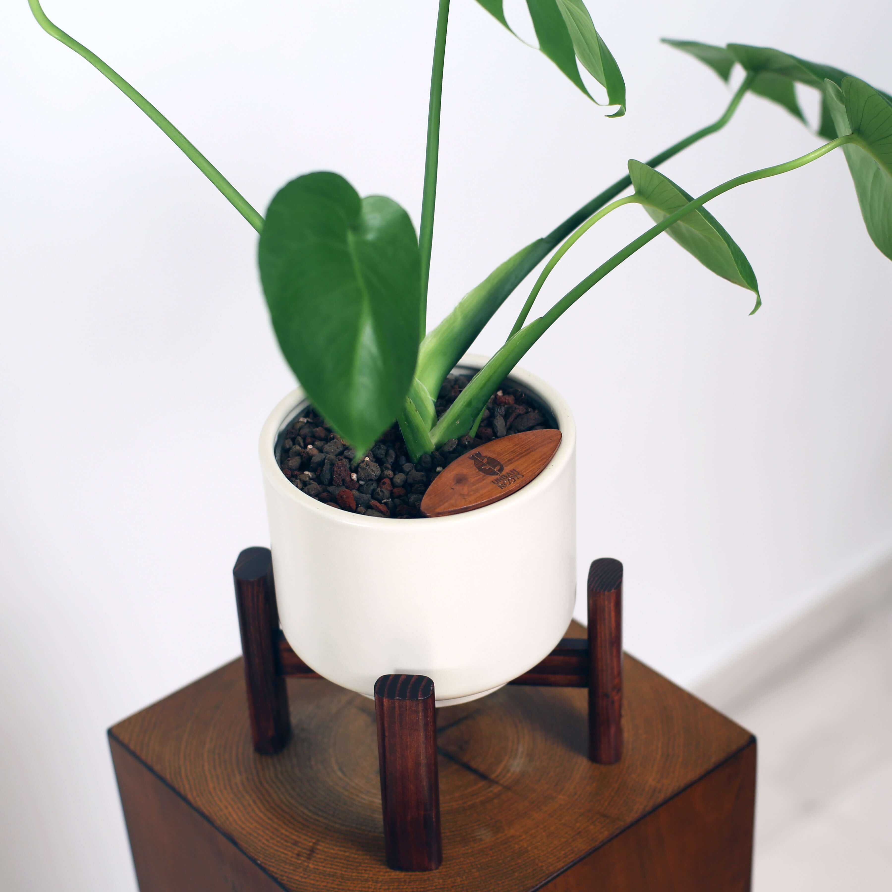 Monstera in Haku pot