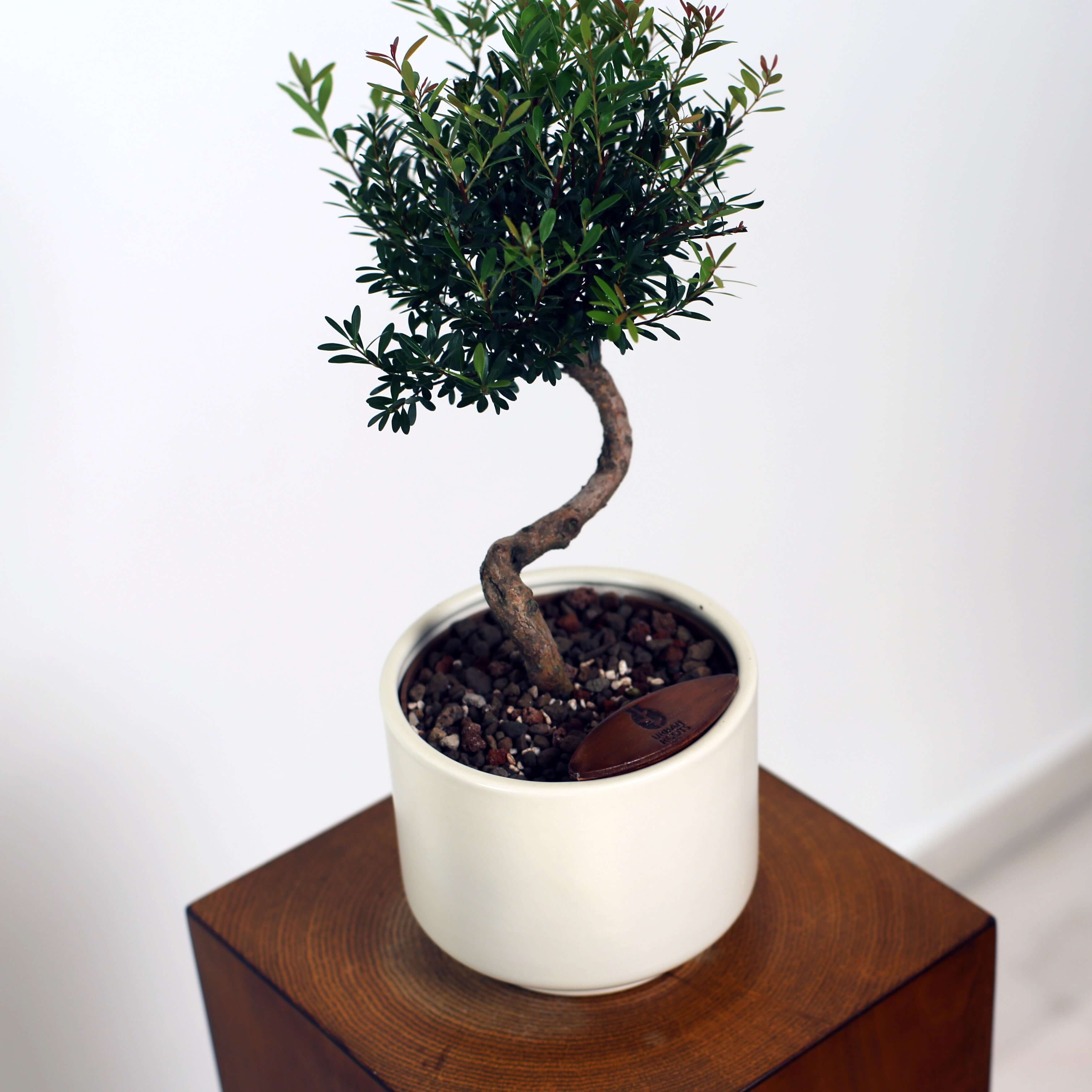Bonsai in Haku pot (Syzygium buxifolium)