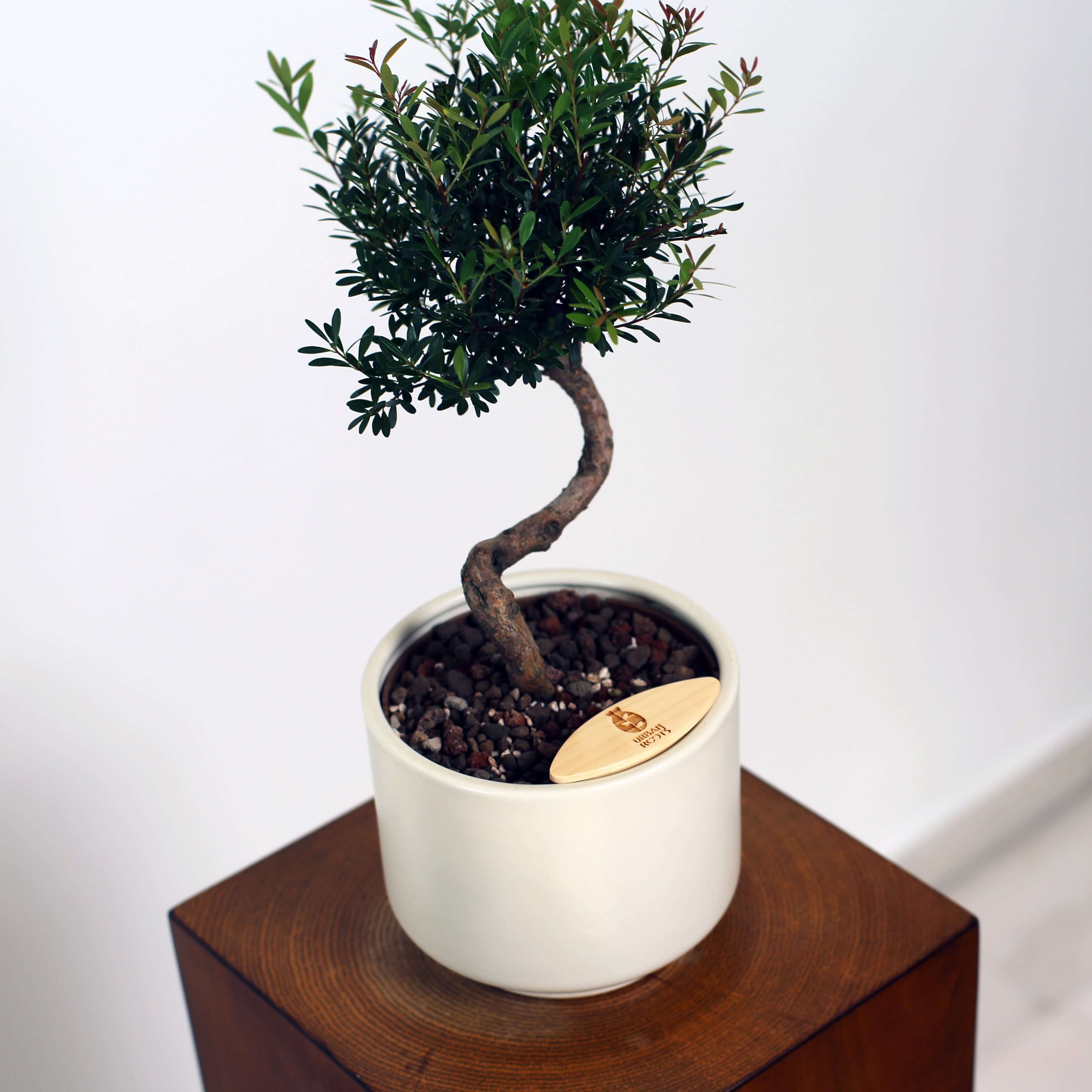 Bonsai in Haku pot (Syzygium buxifolium)