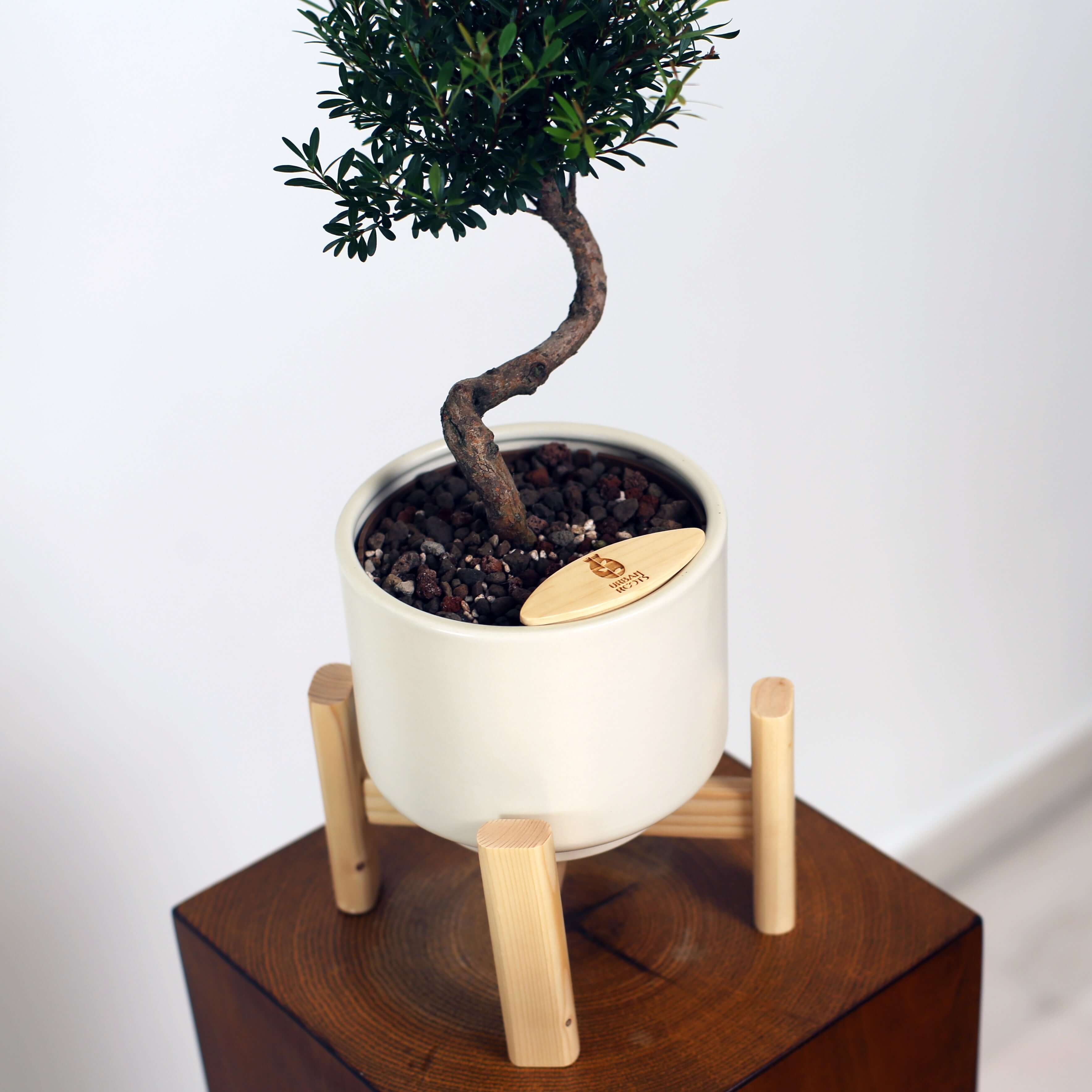 Bonsai in Haku pot (Syzygium buxifolium)