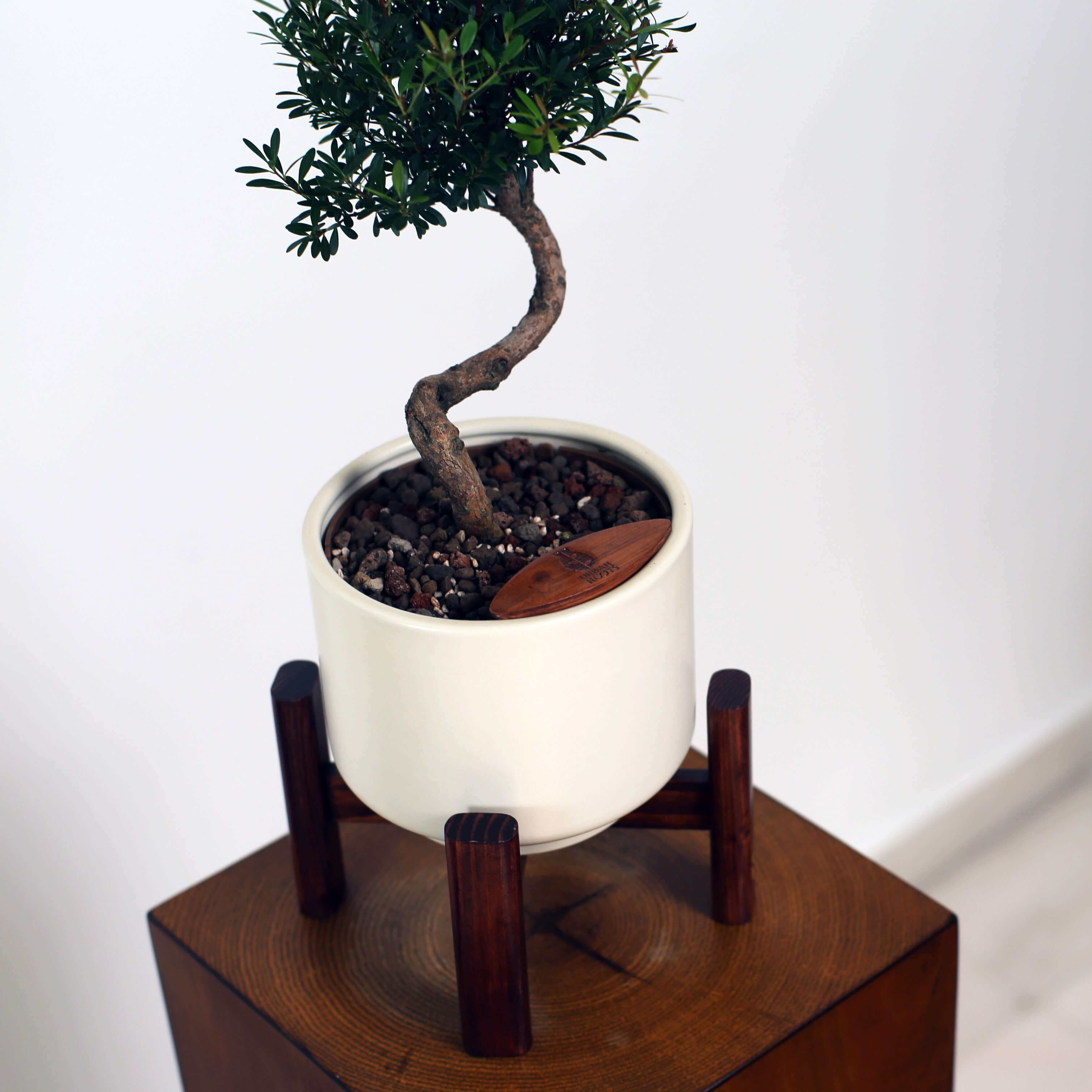 Bonsai in Haku pot (Syzygium buxifolium)