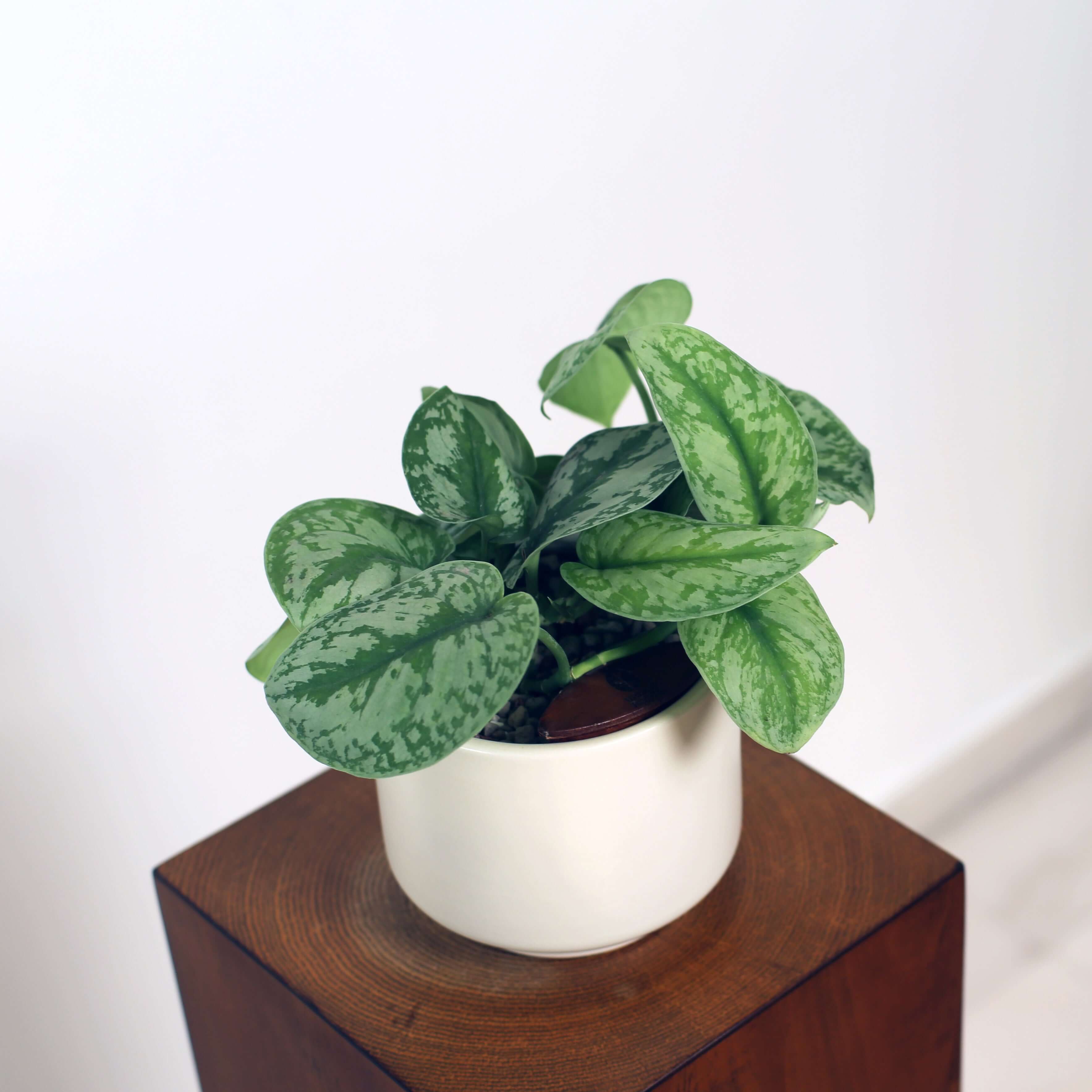 Satin Pothos in Haku pot (Scindapsus Pictus)