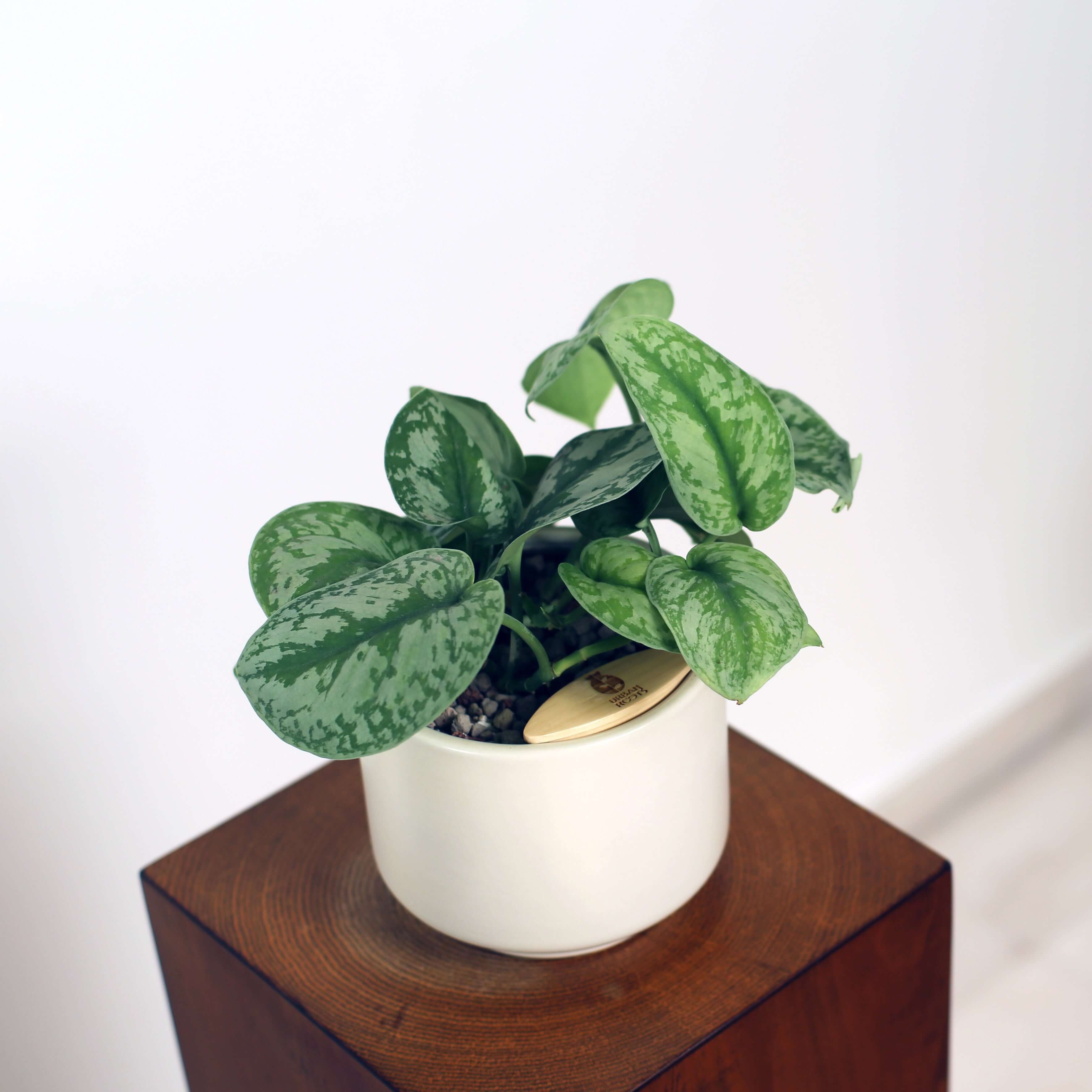 Satin Pothos in Haku pot (Scindapsus Pictus)