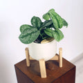 Satin Pothos in Haku pot (Scindapsus Pictus)