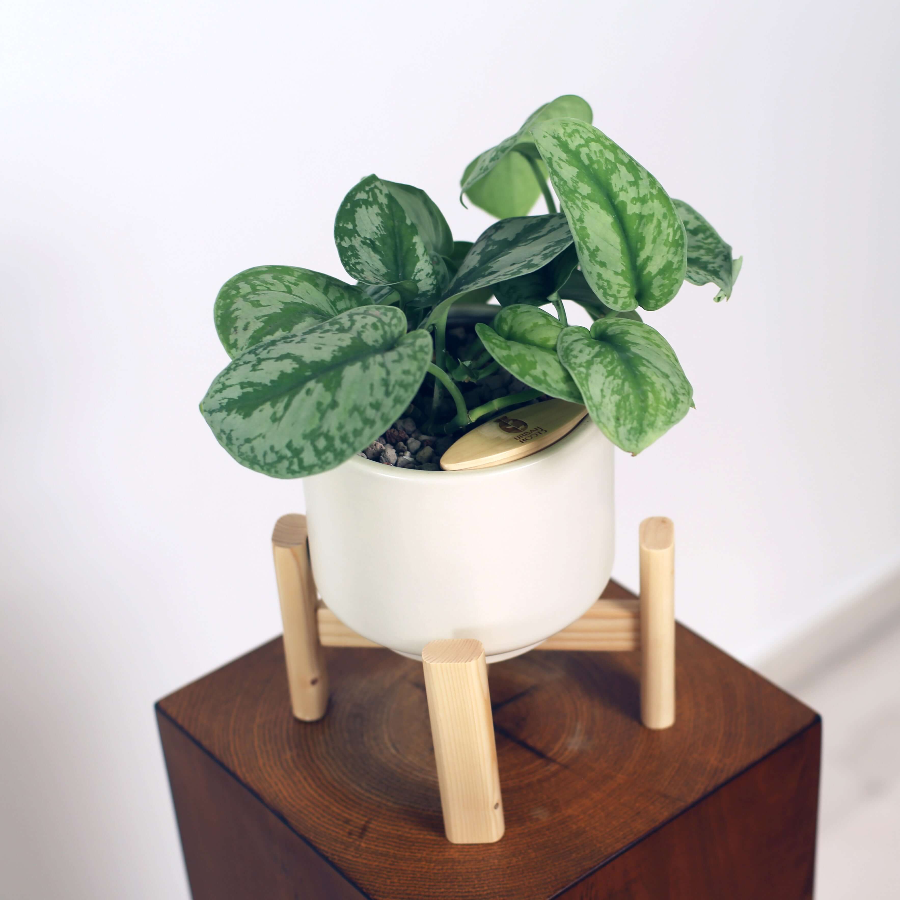 Satin Pothos in Haku pot (Scindapsus Pictus)