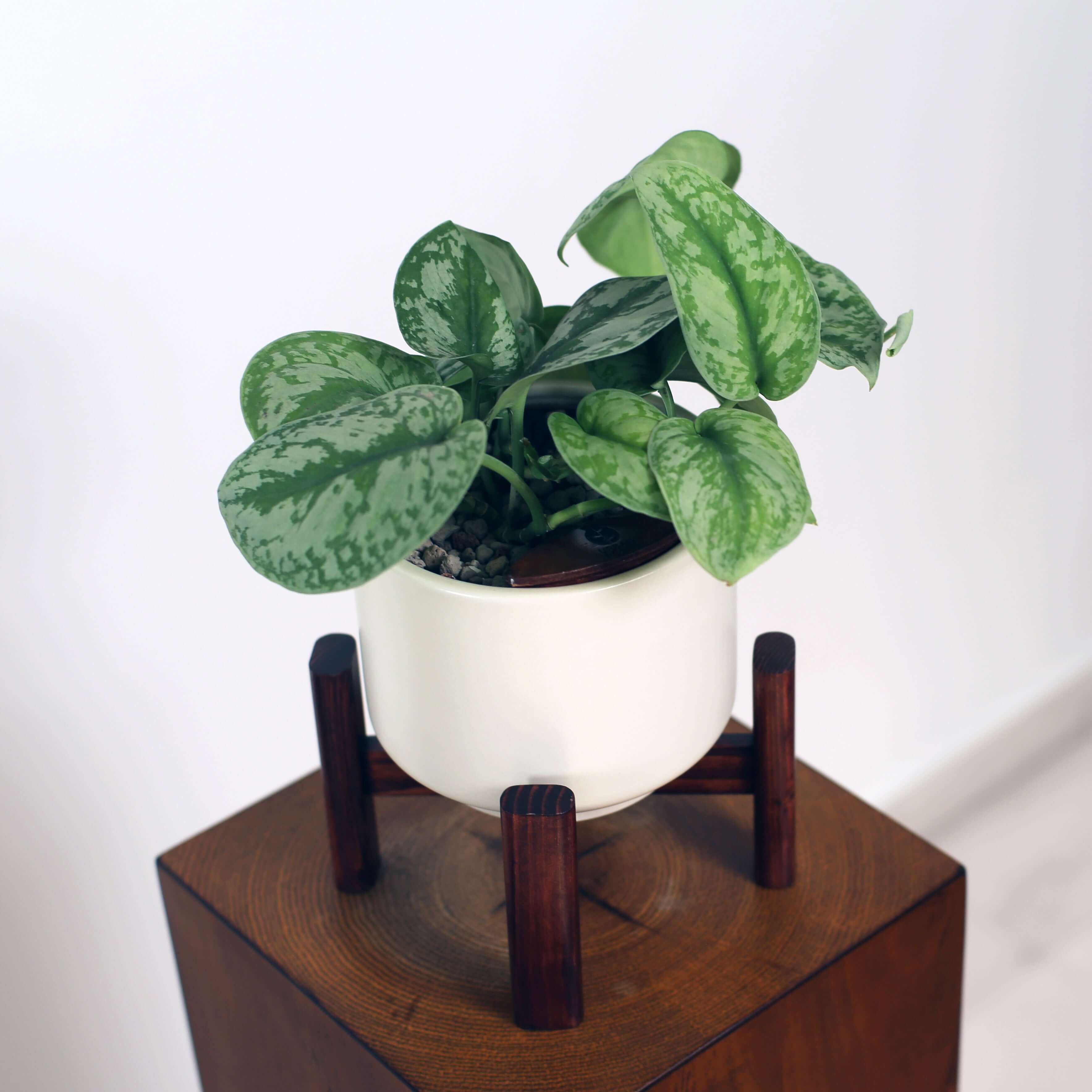 Satin Pothos in Haku pot (Scindapsus Pictus)
