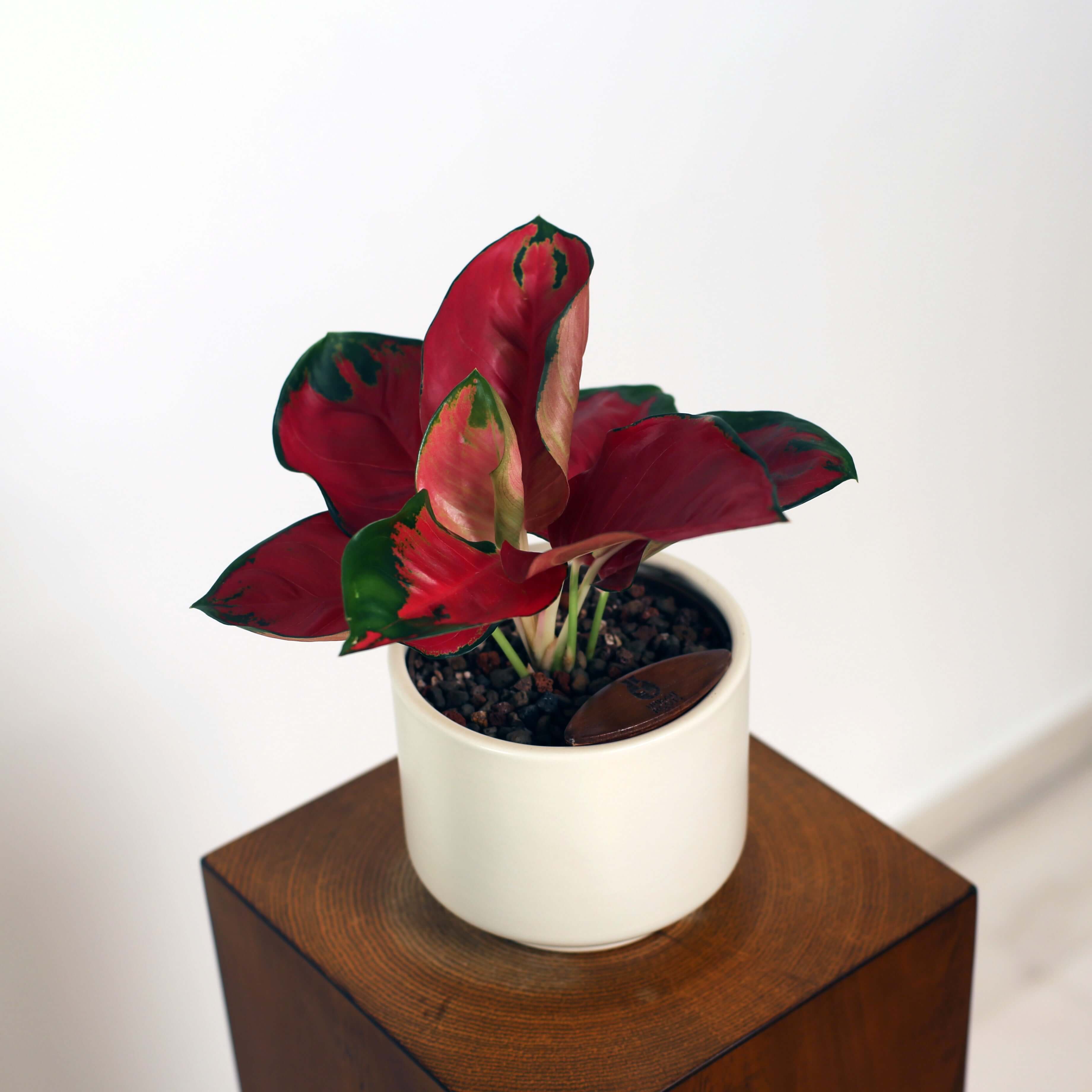 Aglaonema in Haku pot