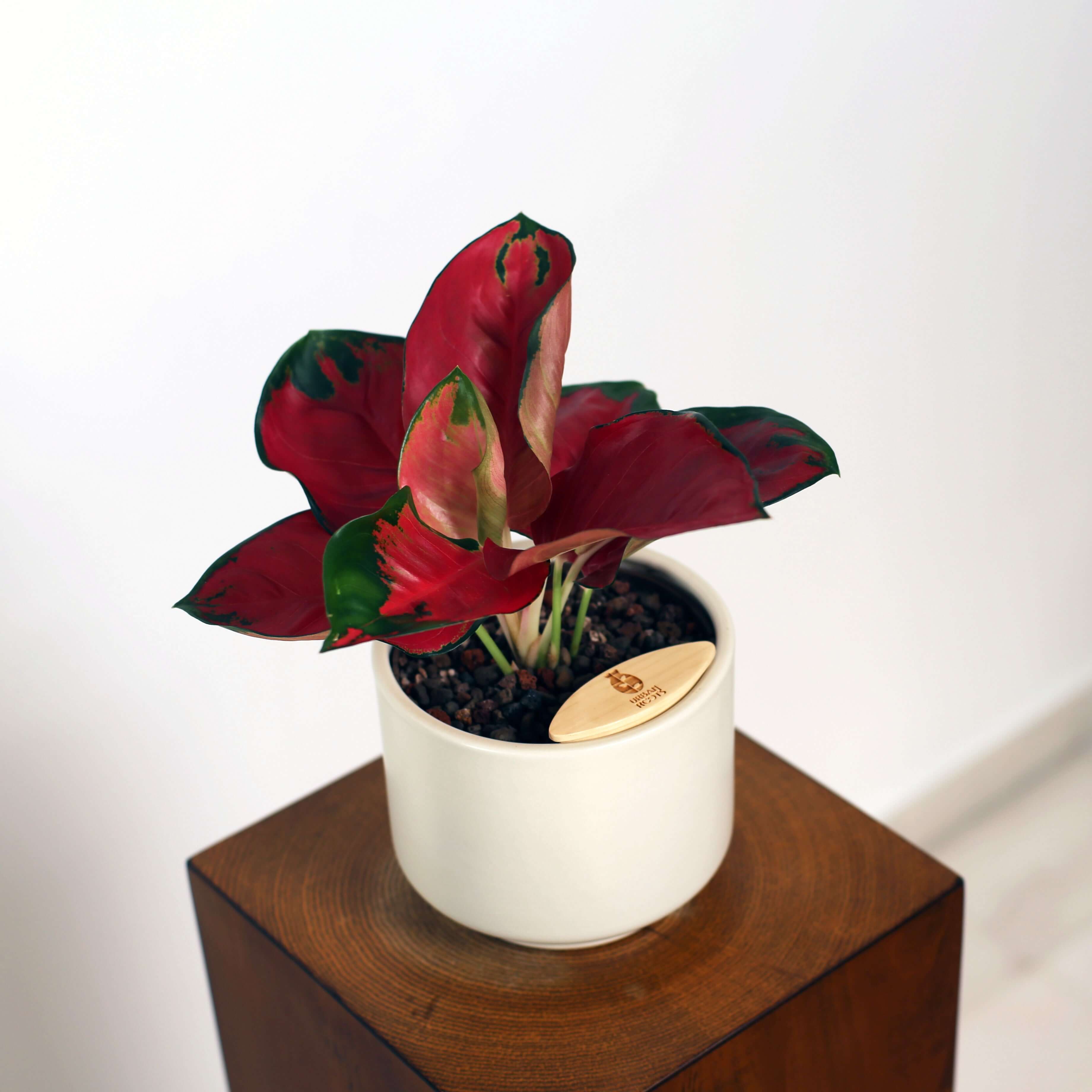 Aglaonema in Haku pot