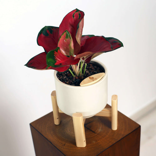 plant pots malaysia Aglaonema Indoor Plant in Haku Self-Watering Pot