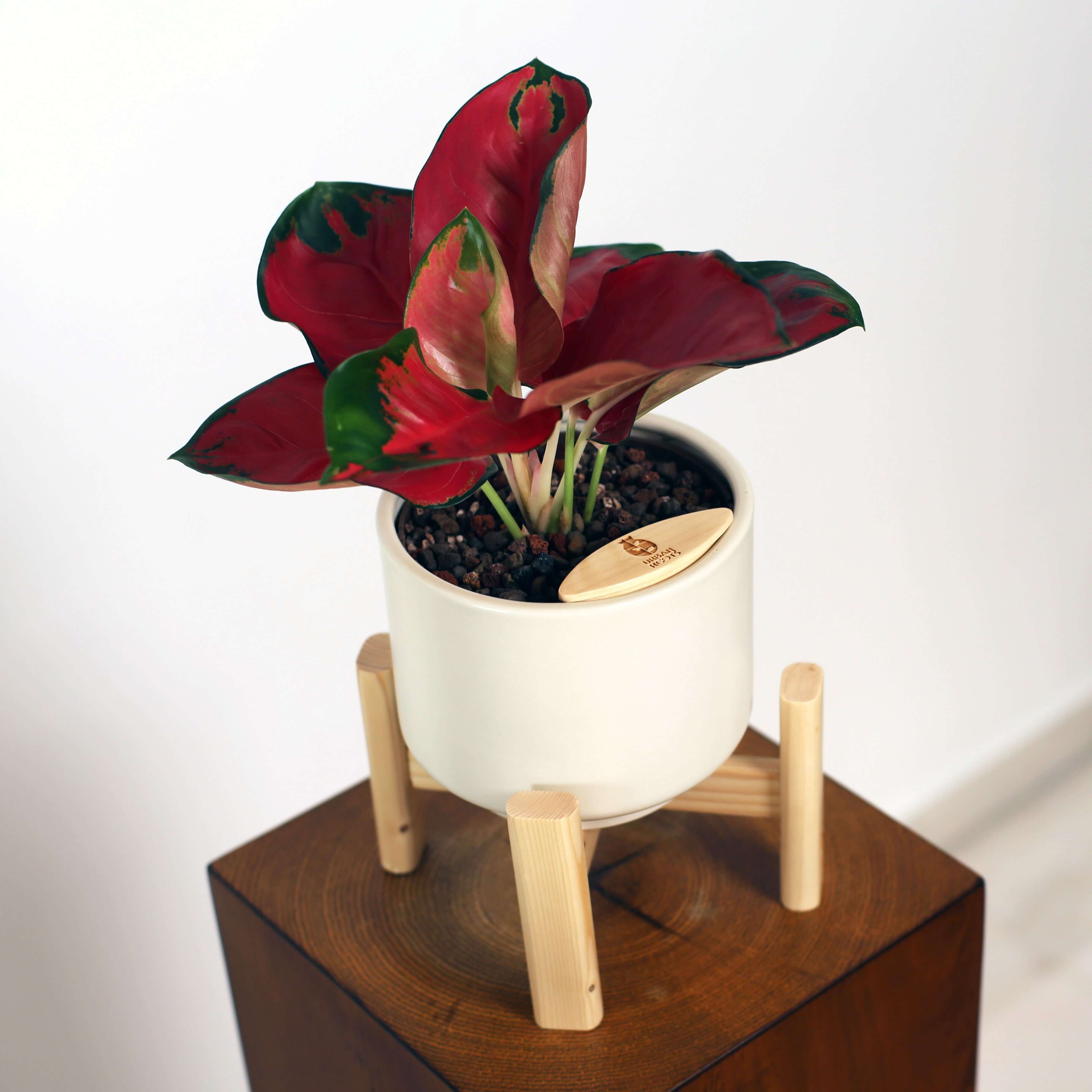 Aglaonema in Haku pot