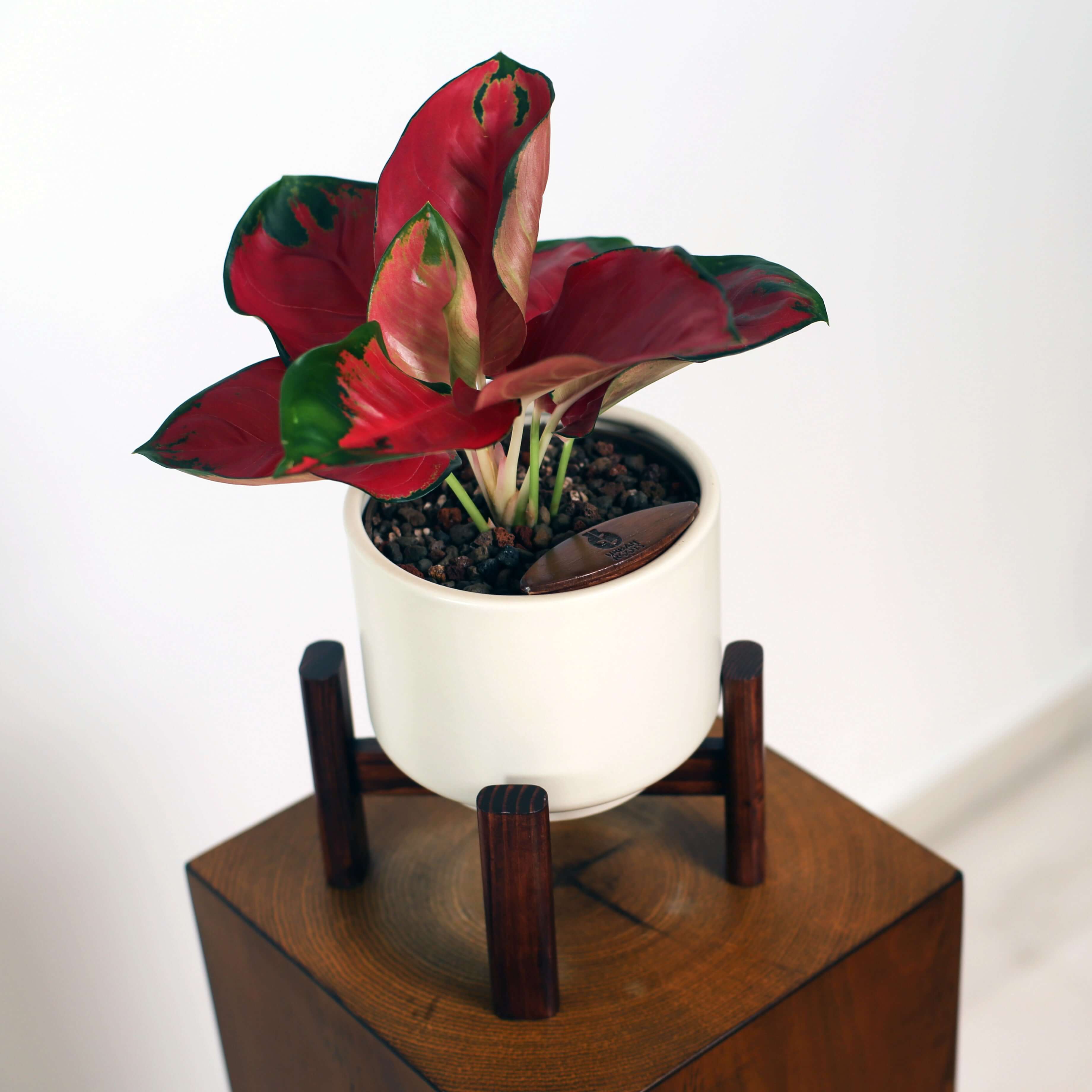 Aglaonema in Haku pot