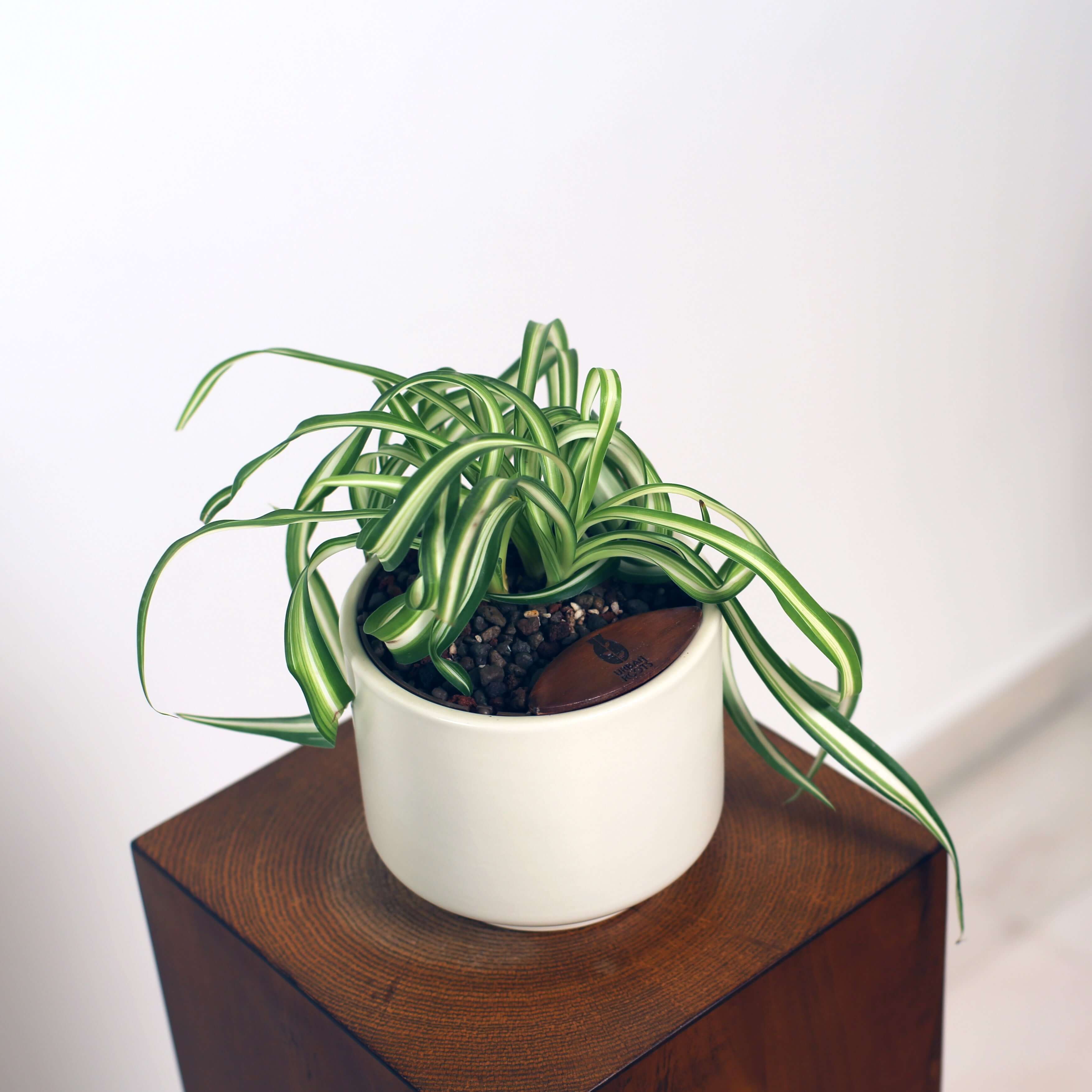 Bonnie Spider Plant in Haku pot (Chlorophytum comosum)