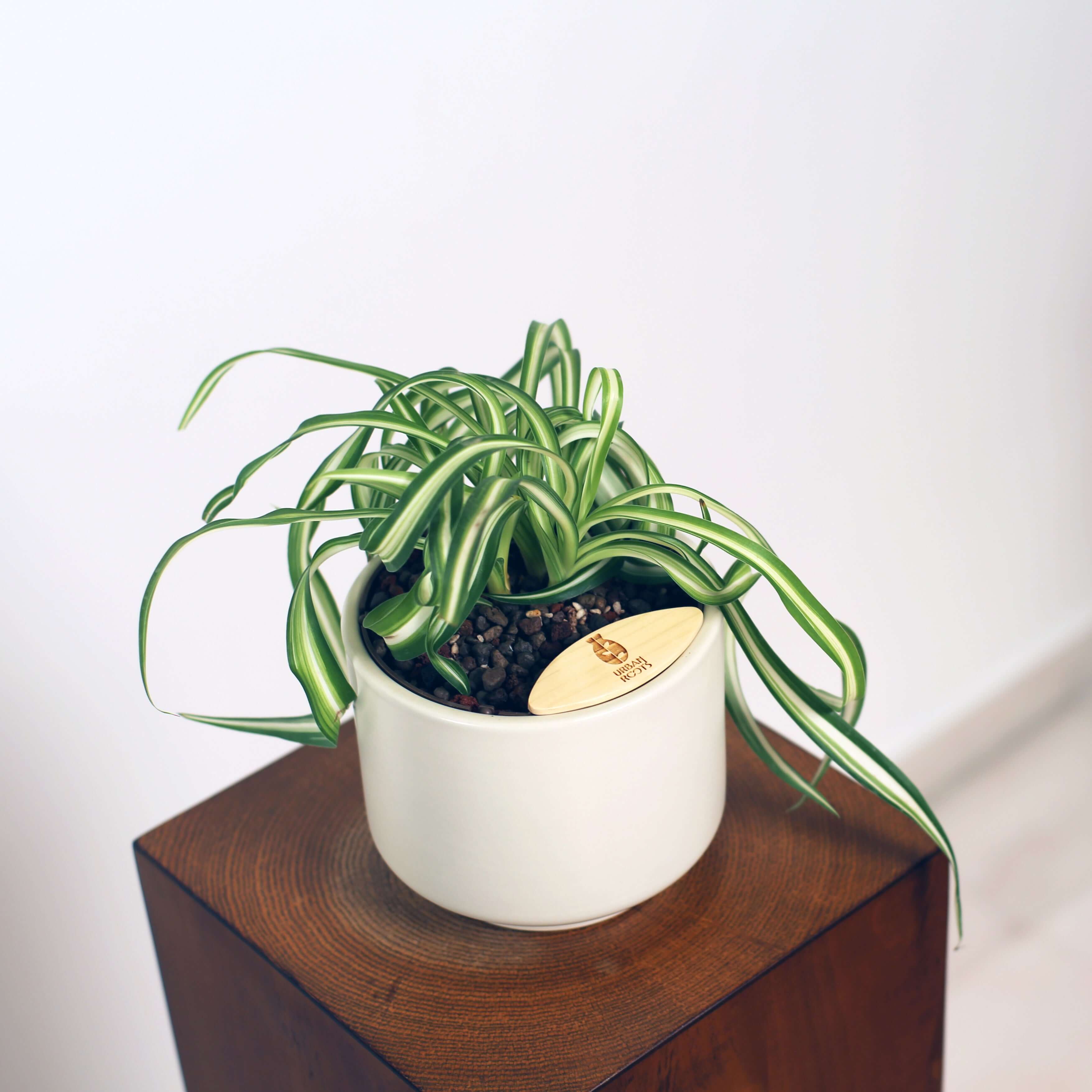 Bonnie Spider Plant in Haku pot (Chlorophytum comosum)