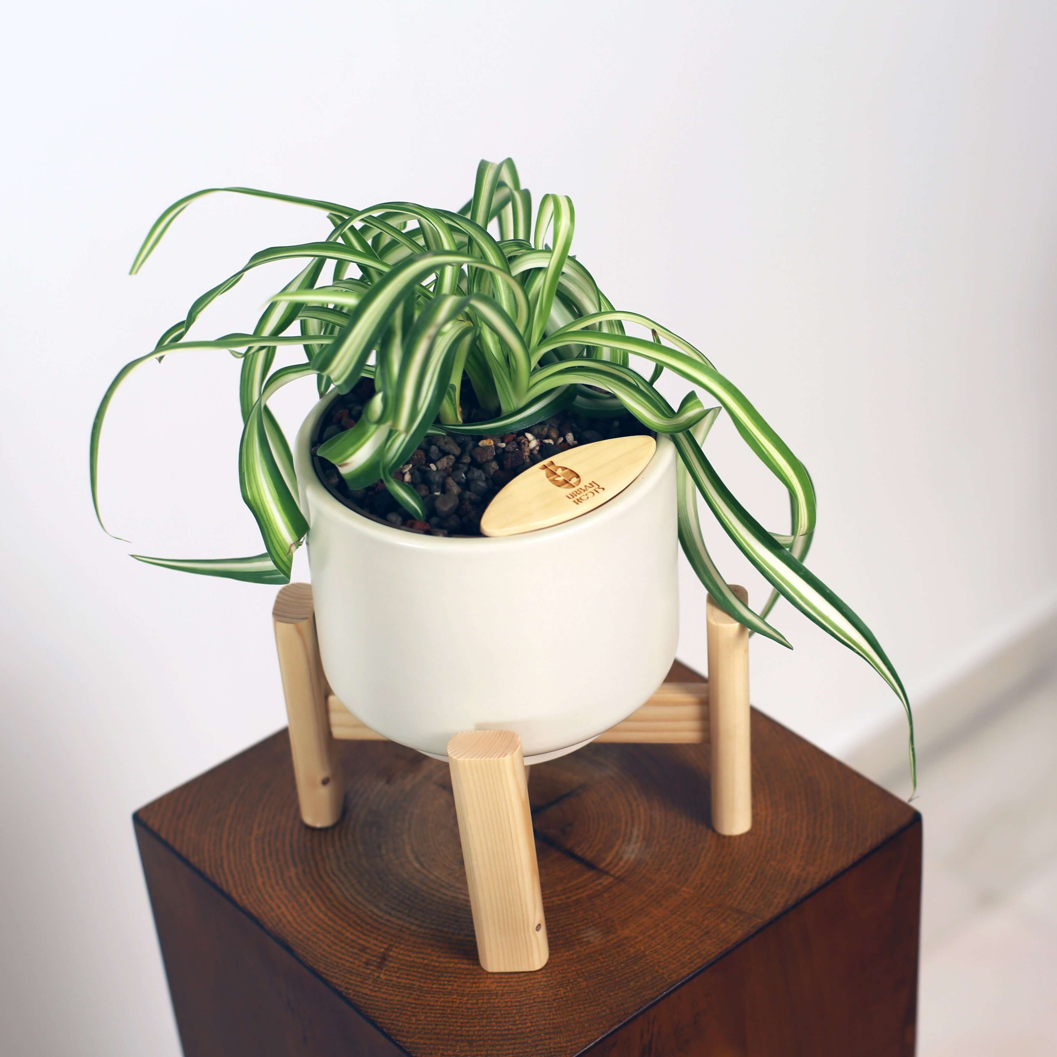 Bonnie Spider Plant in Haku pot (Chlorophytum comosum)