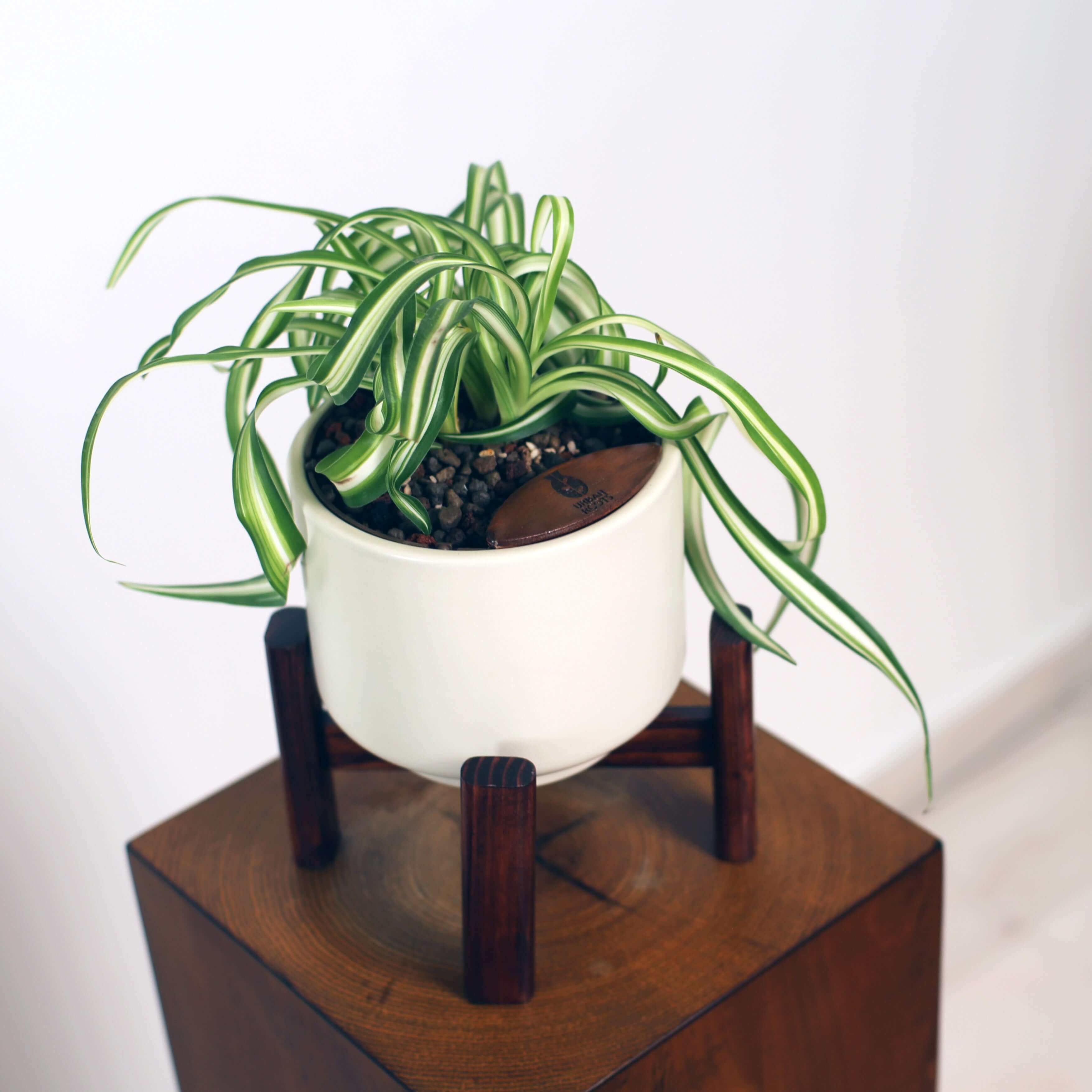 Bonnie Spider Plant in Haku pot (Chlorophytum comosum)
