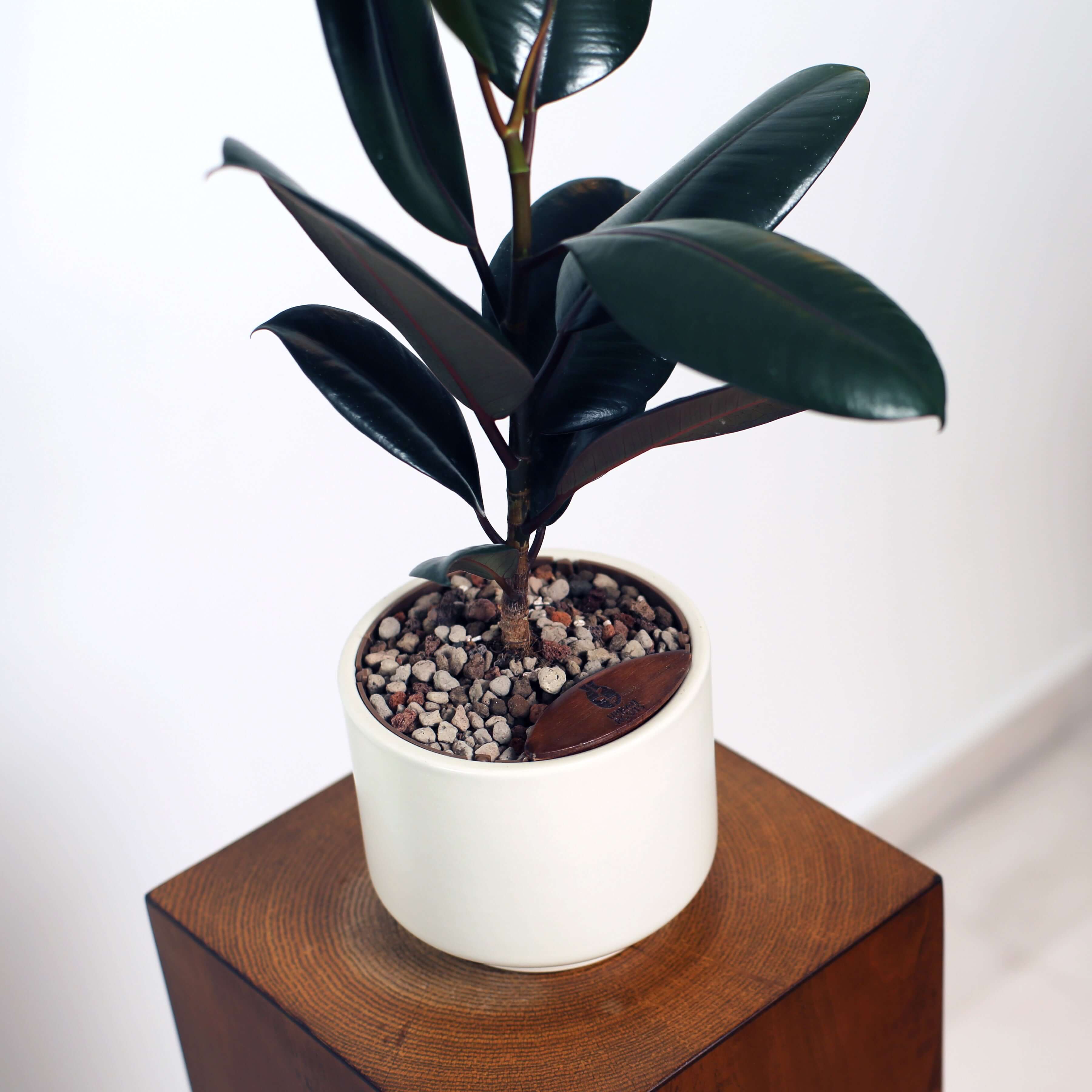 Rubber Fig in Haku pot (Ficus Elastica)