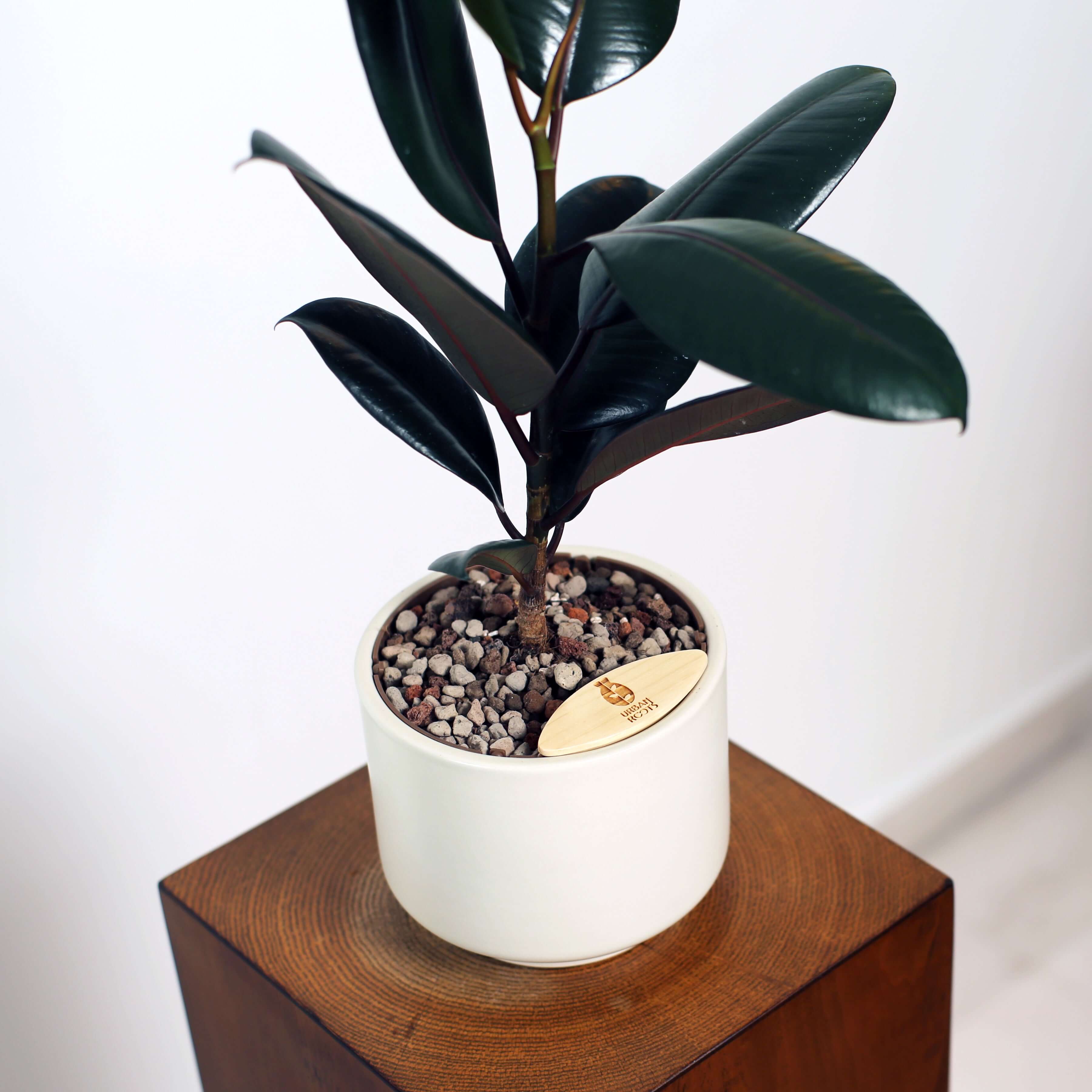 Rubber Fig in Haku pot (Ficus Elastica)