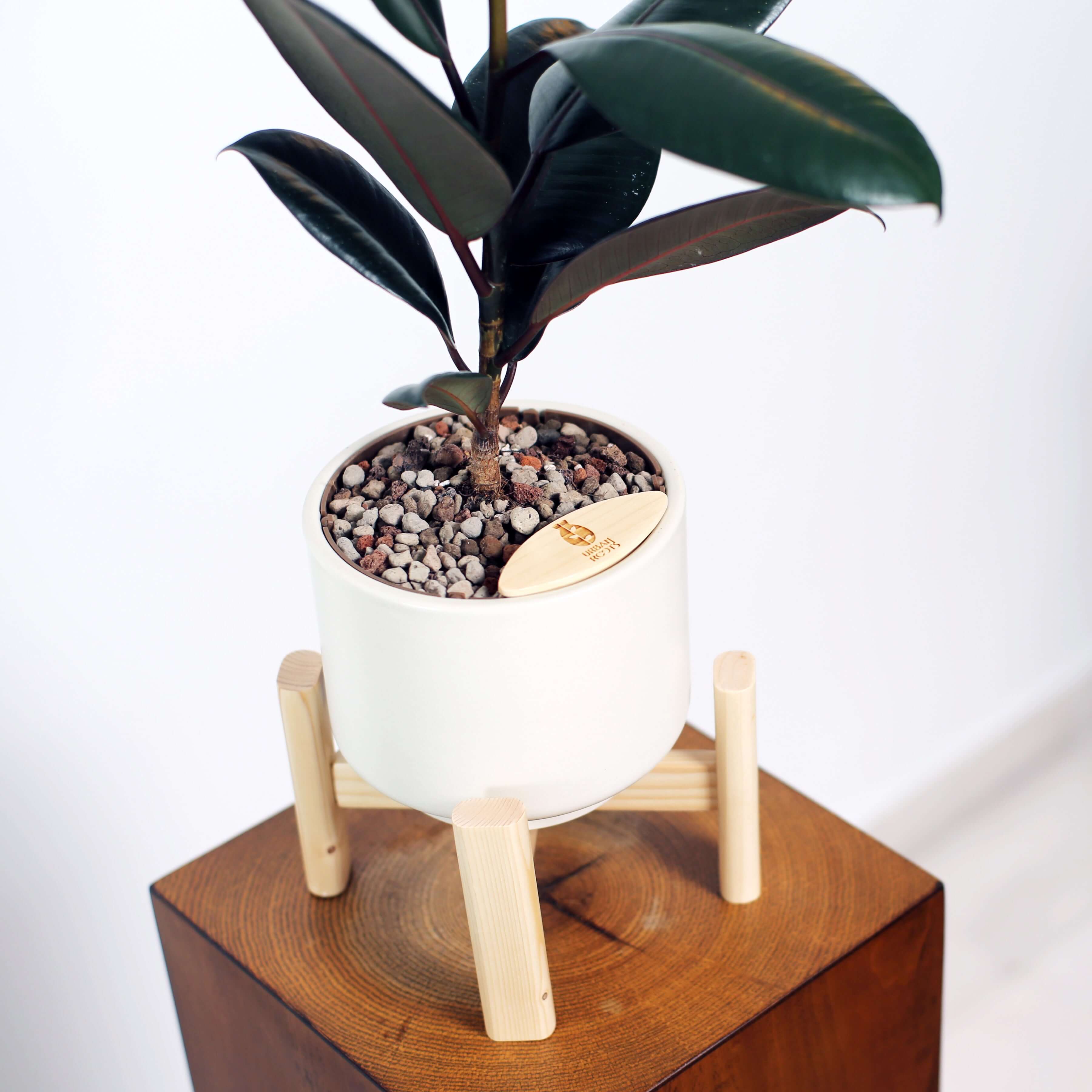 Rubber Fig in Haku pot (Ficus Elastica)