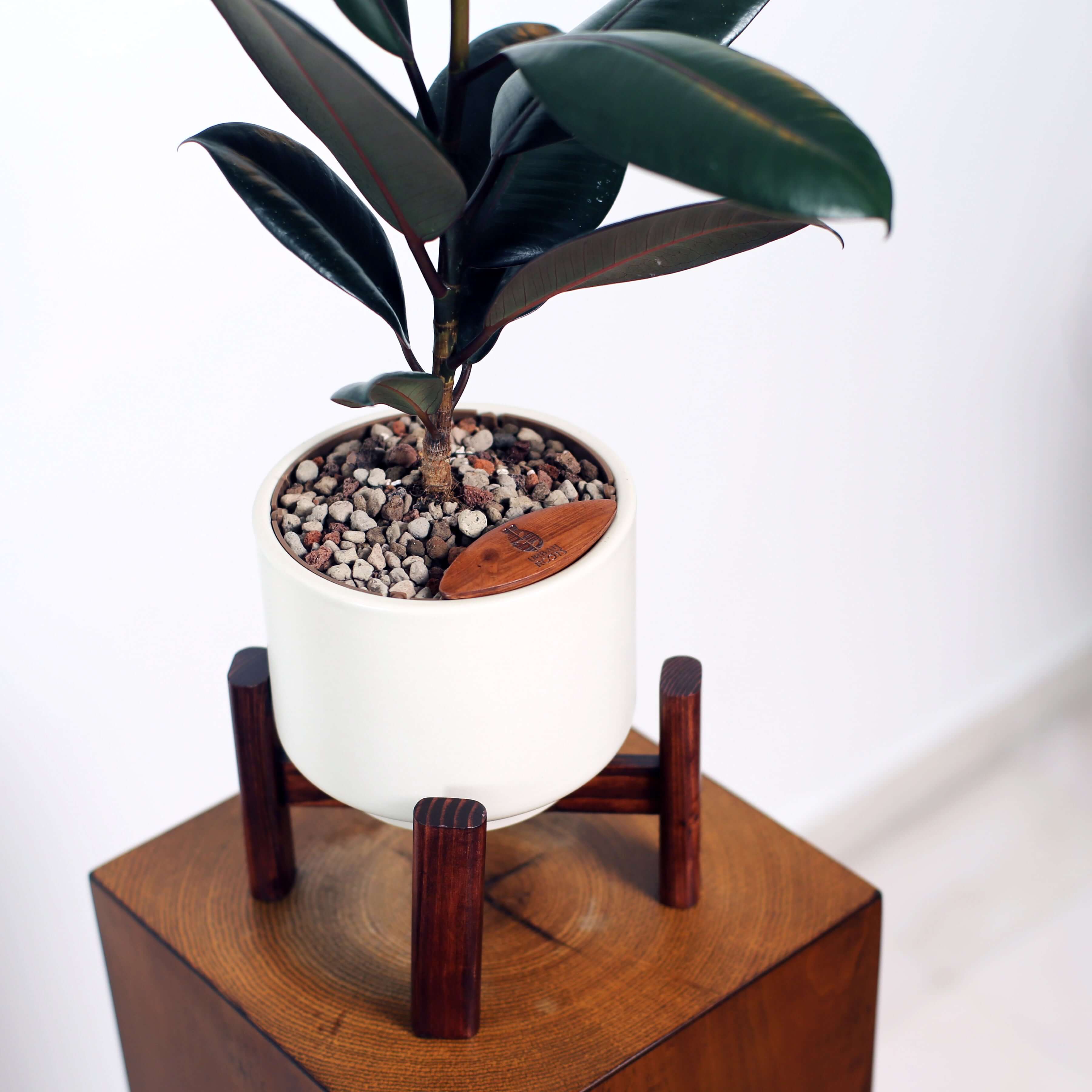 Rubber Fig in Haku pot (Ficus Elastica)