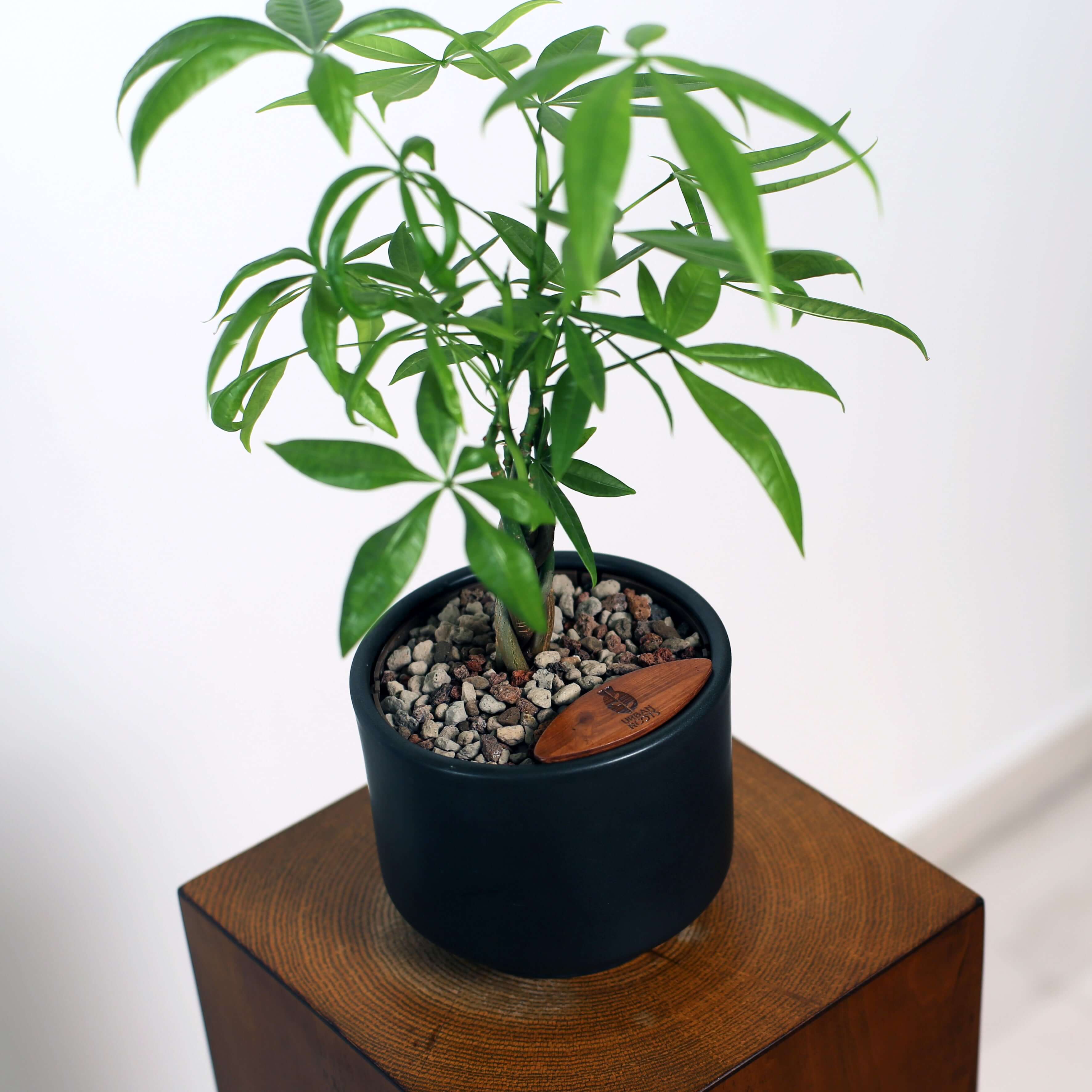 Money Tree in Haku pot (Pachira Aquatica)