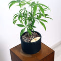 Money Tree in Haku pot (Pachira Aquatica)