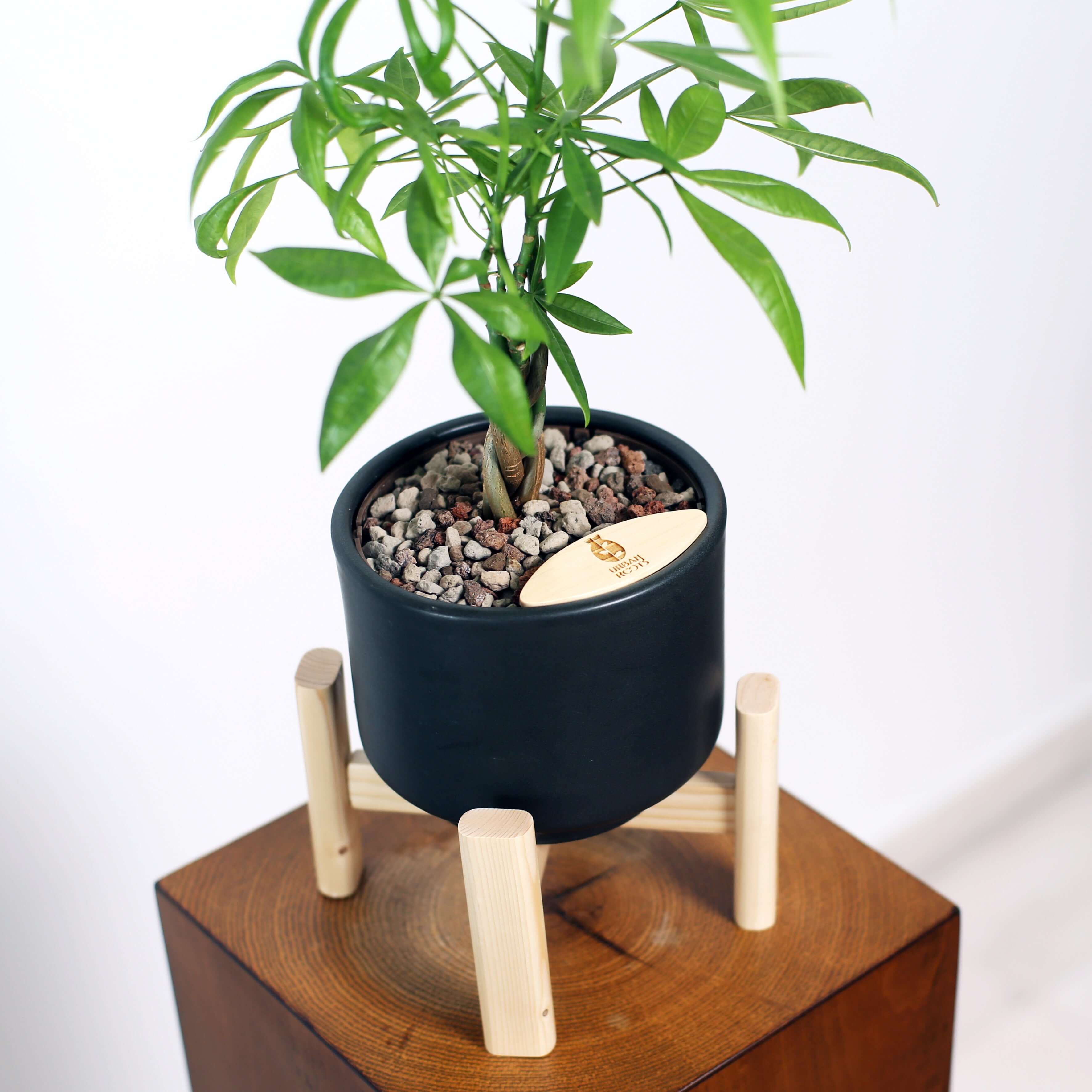 Money Tree in Haku pot (Pachira Aquatica)
