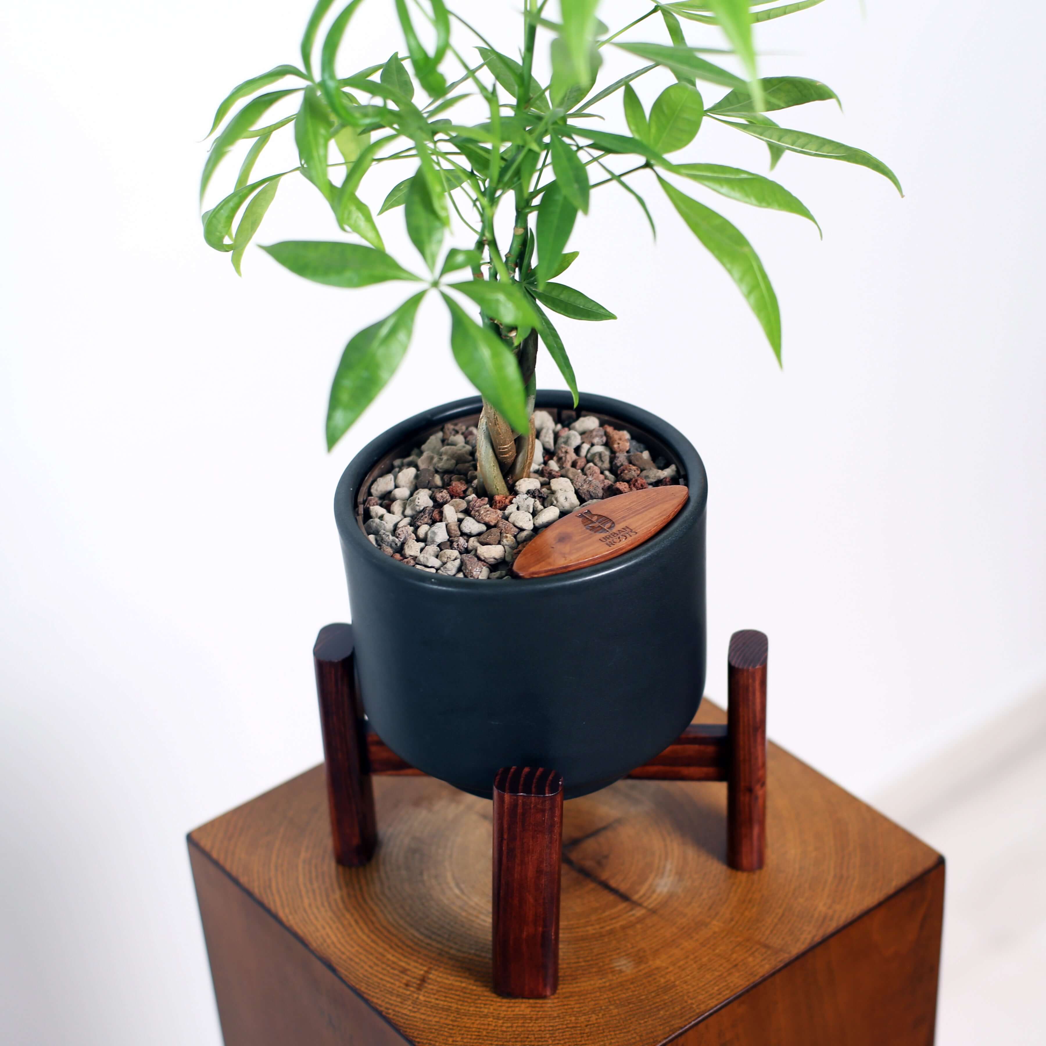 Money Tree in Haku pot (Pachira Aquatica)