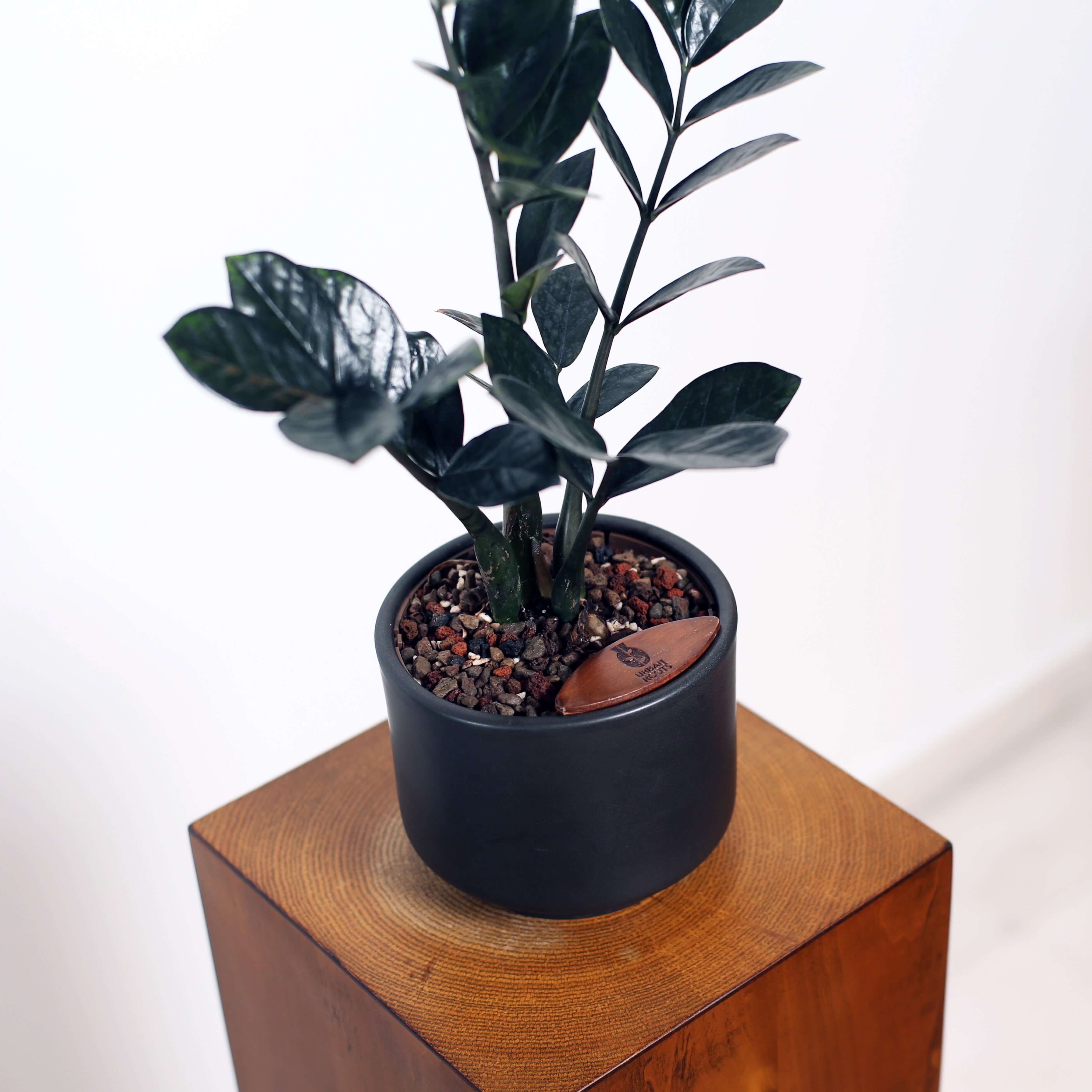 ZZ Plant in Haku pot