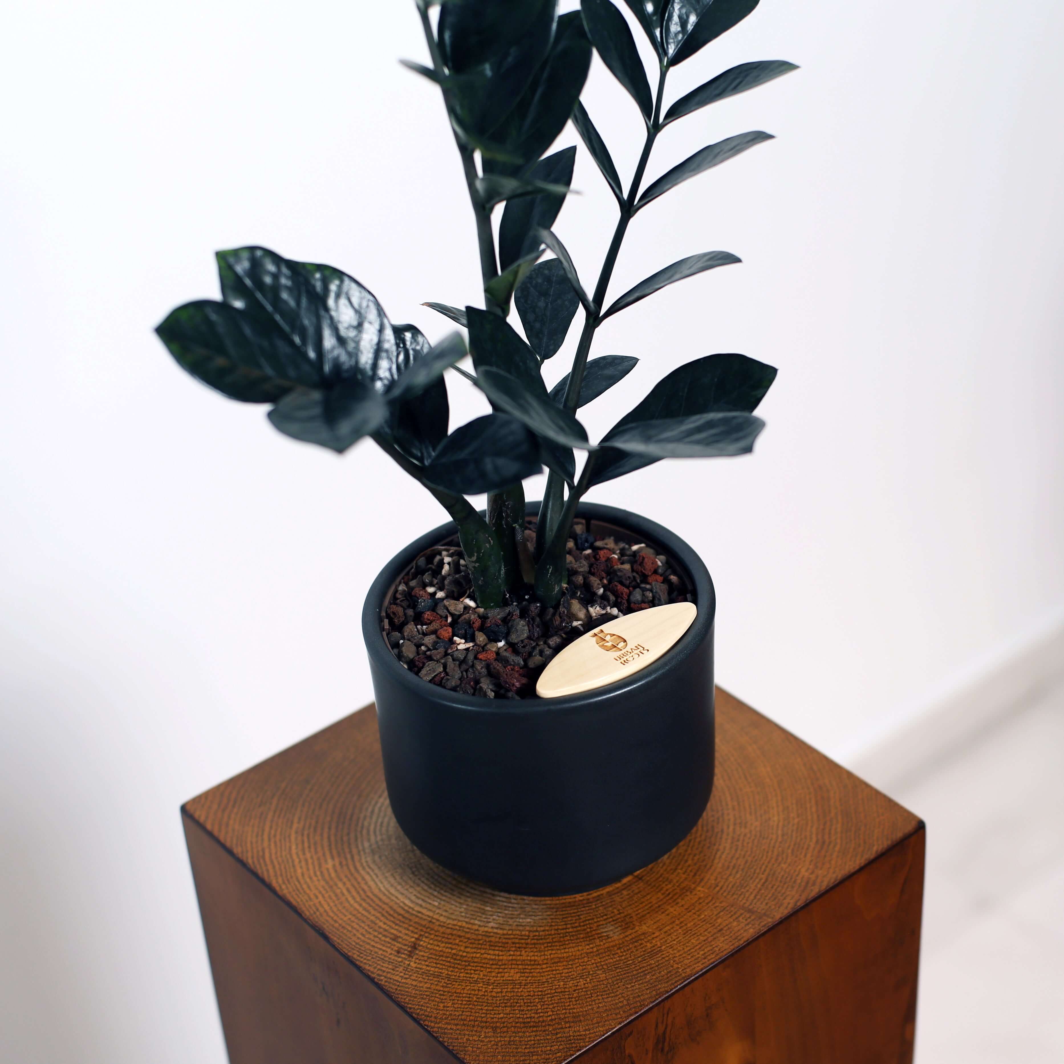 ZZ Plant in Haku pot