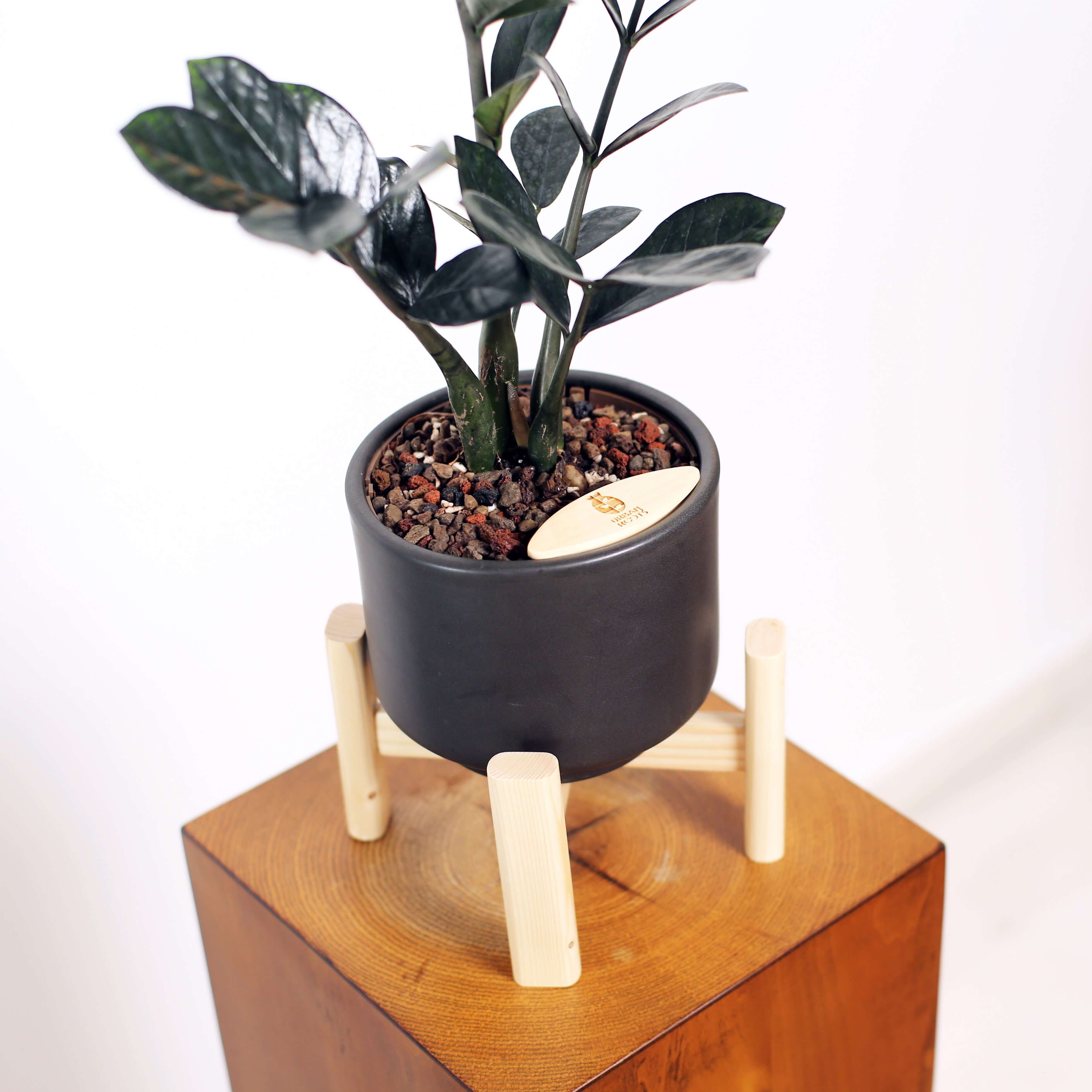 ZZ Plant in Haku pot