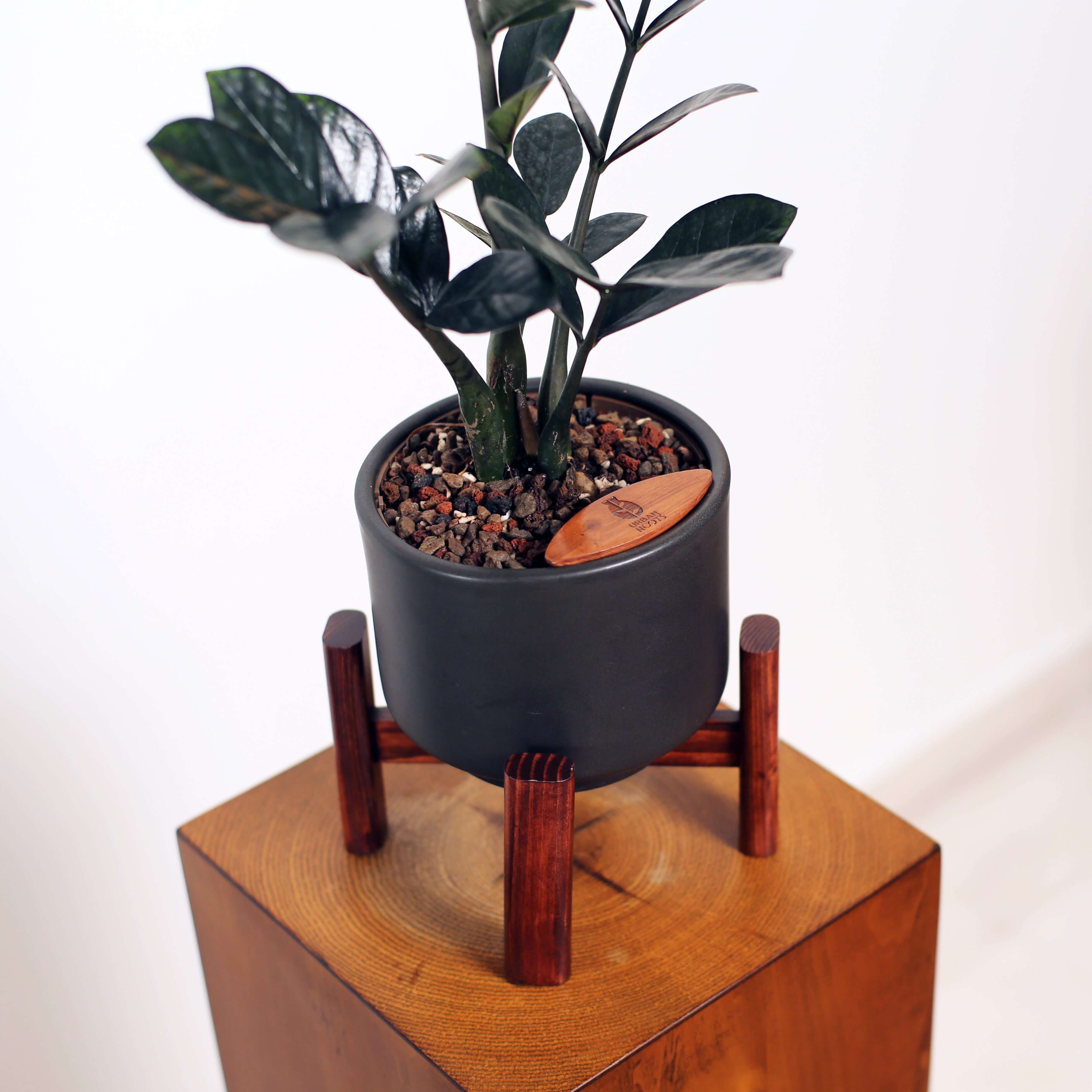 ZZ Plant in Haku pot