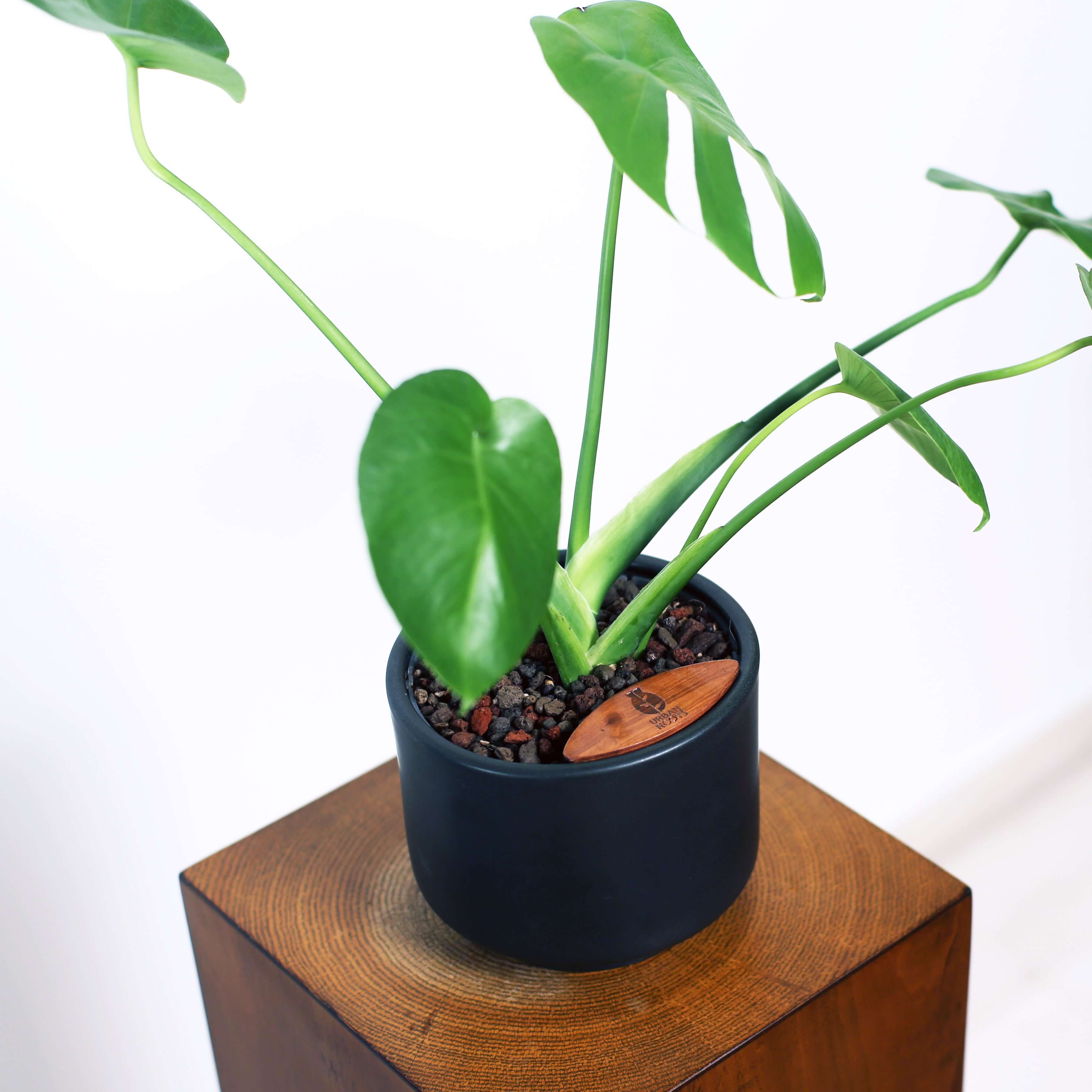 Monstera in Haku pot